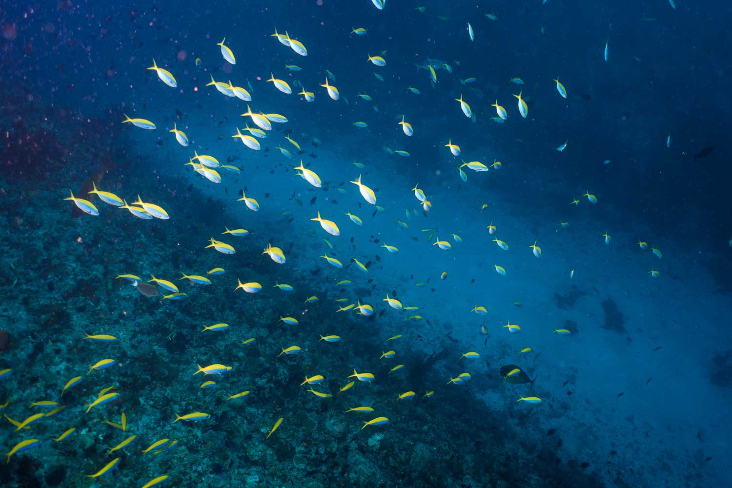 A vibrant school of blue and yellow fish swims through a deep ocean reef, showcasing marine life diversity.