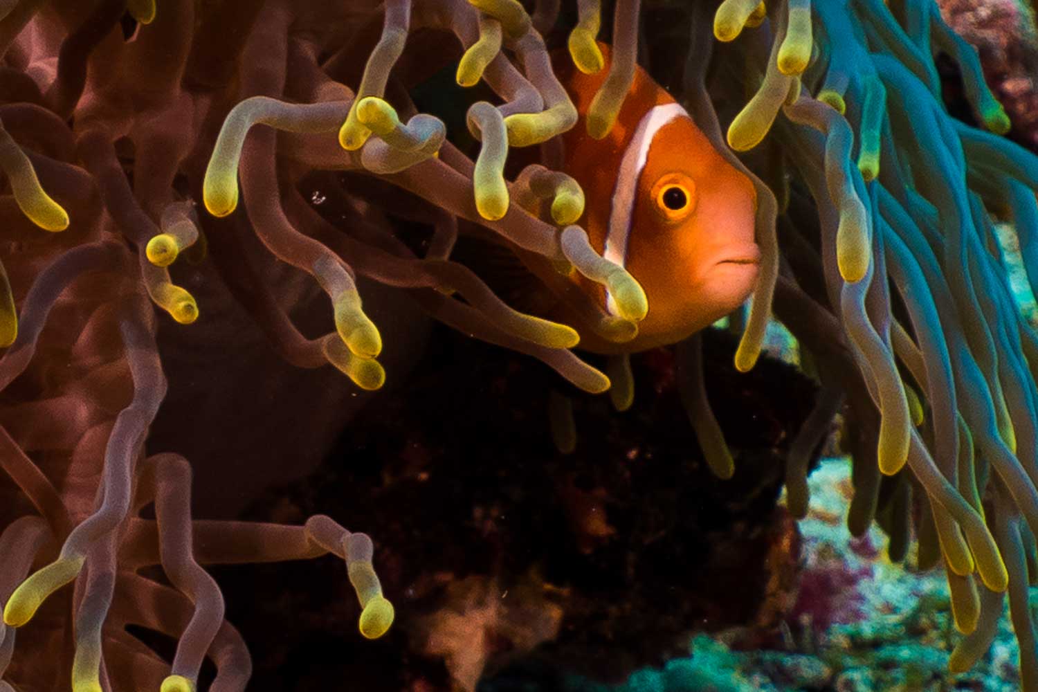 Clownfish hiding among colorful sea anemone tentacles in a vibrant underwater scene.