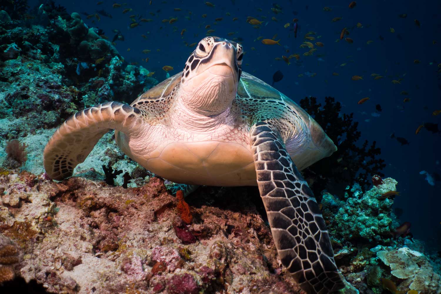 Sea turtle swimming over coral reef surrounded by fish in clear blue ocean.