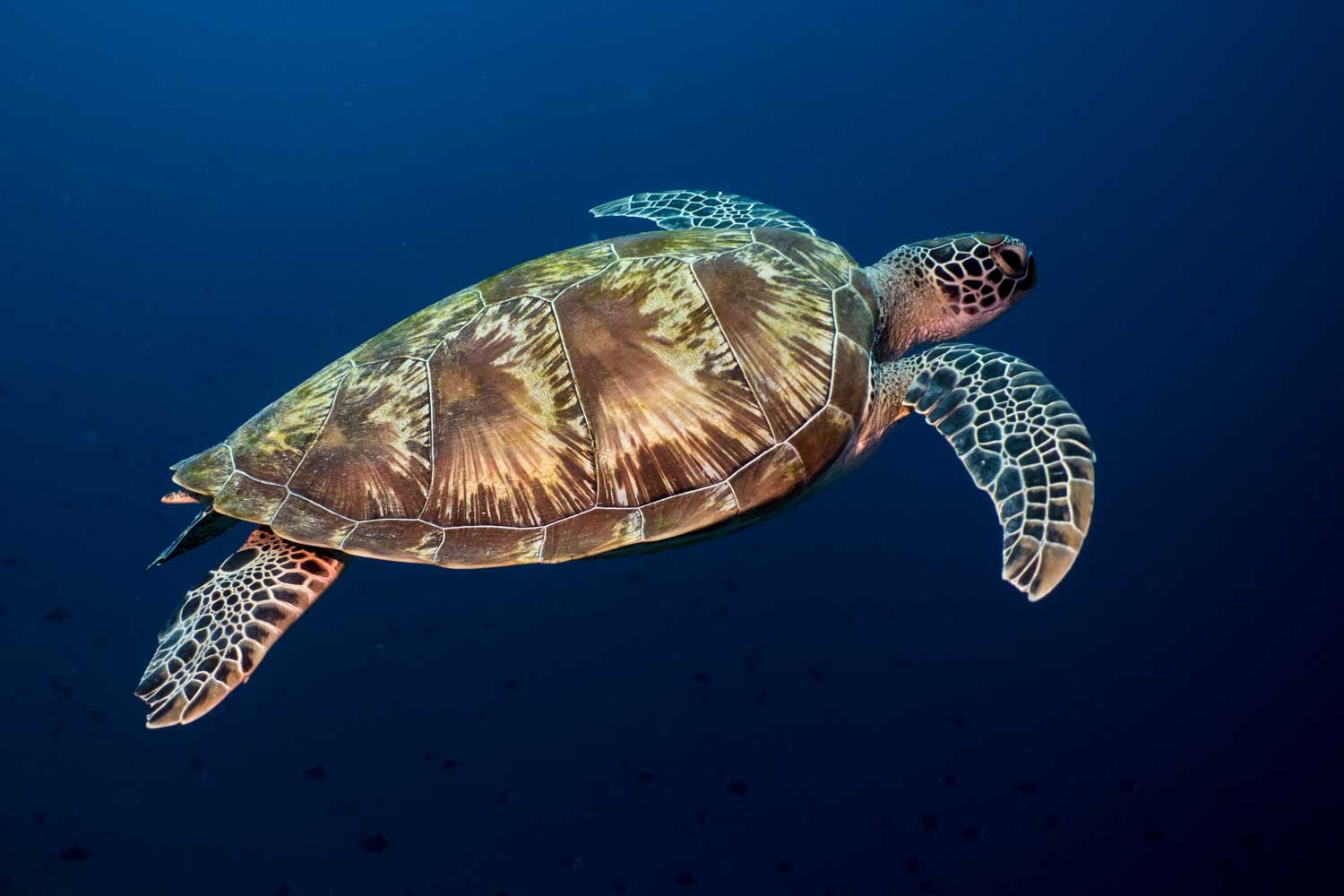 Sea turtle gliding through deep blue ocean waters, showcasing a patterned shell and flippers.