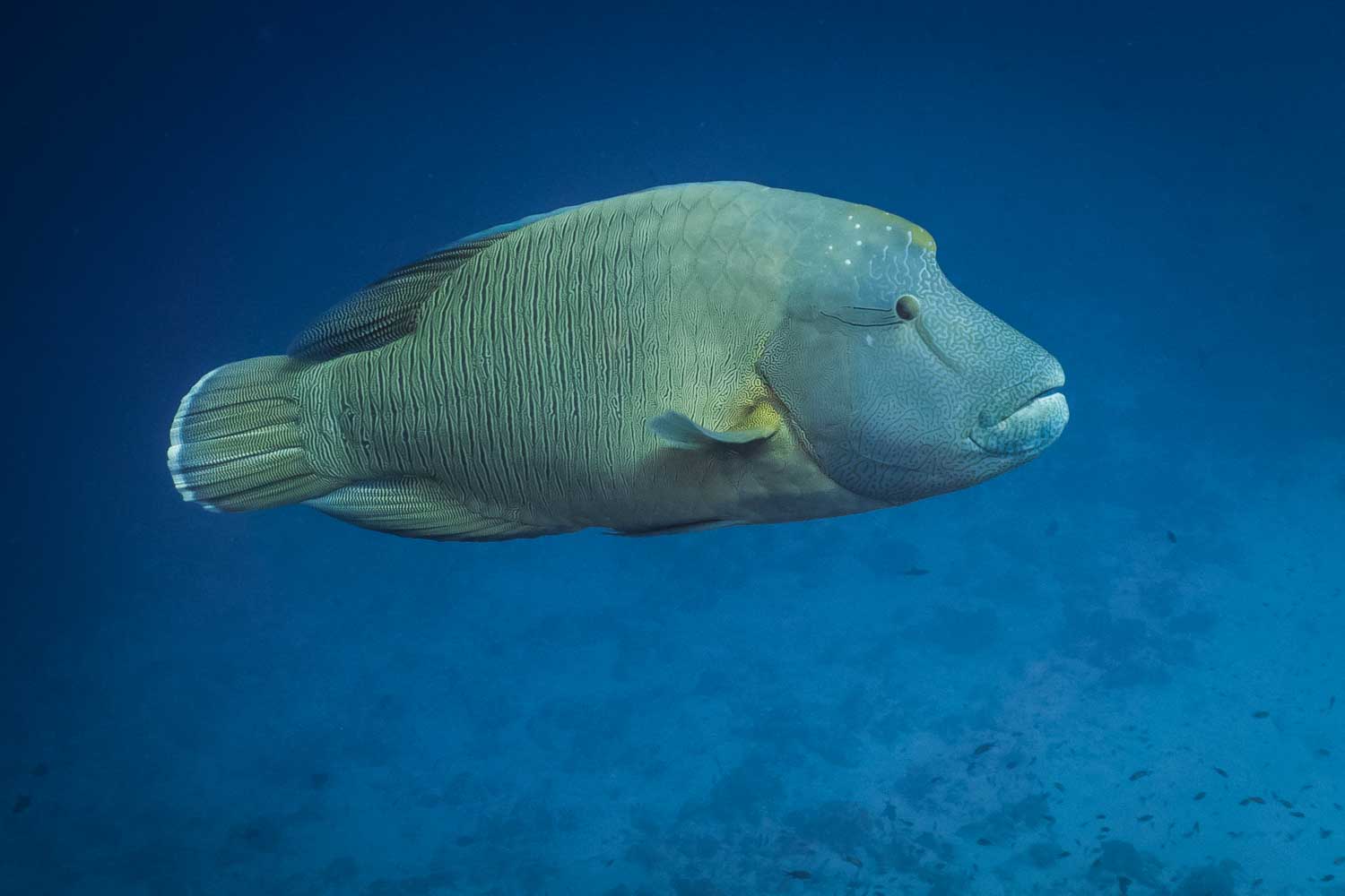 Napoleon wrasse swimming in clear blue ocean water, showcasing textured skin and prominent lips.