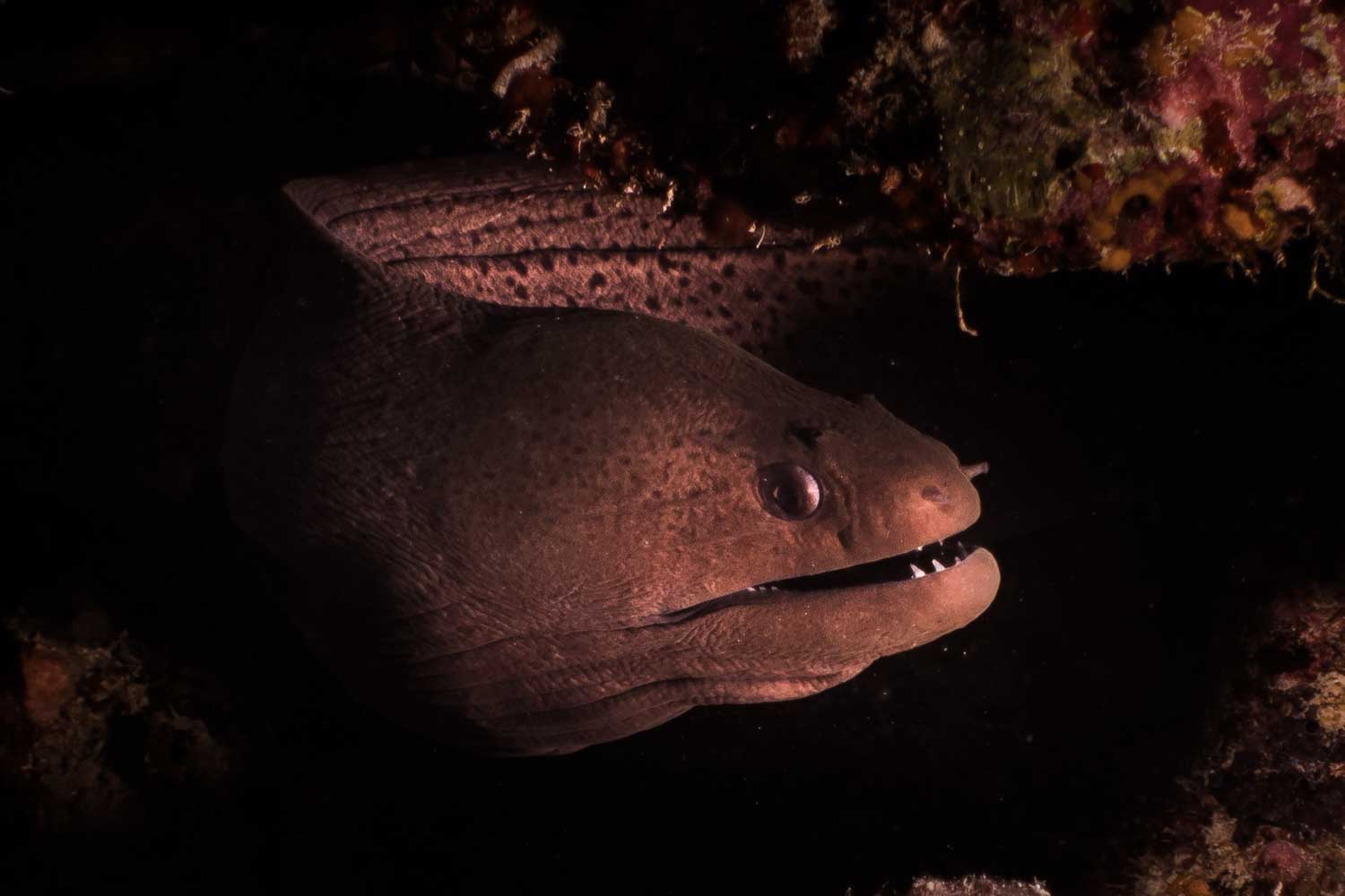 Close-up of a moray eel with its mouth open, surrounded by dark ocean water and coral, highlighting its distinct features.
