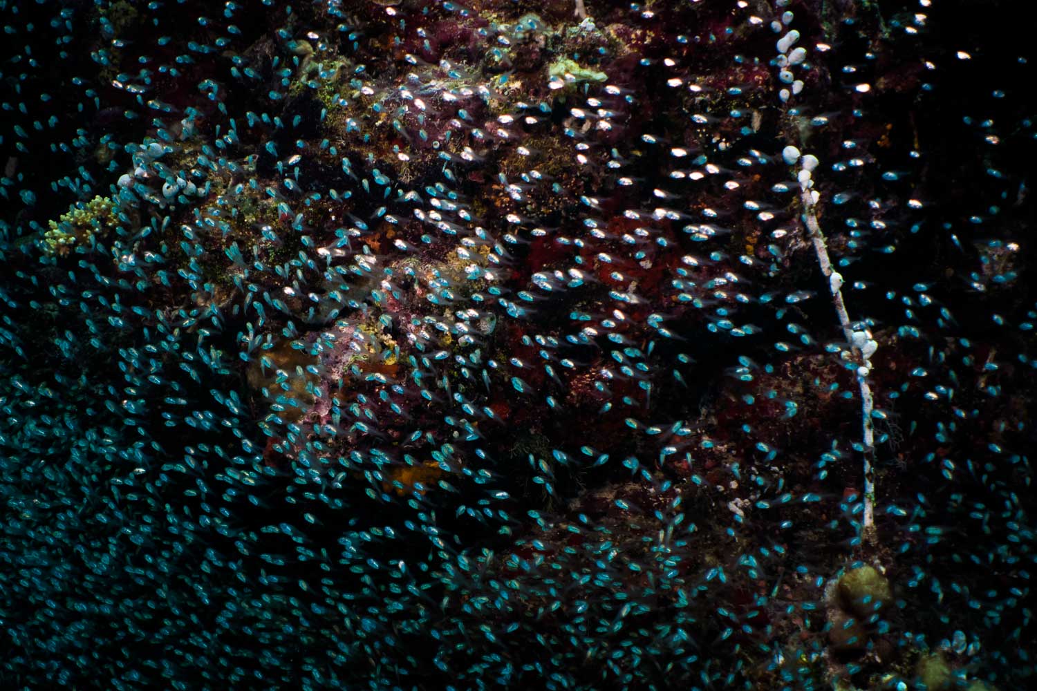 Dense school of small blue fish swimming in dark ocean water with coral reef background.