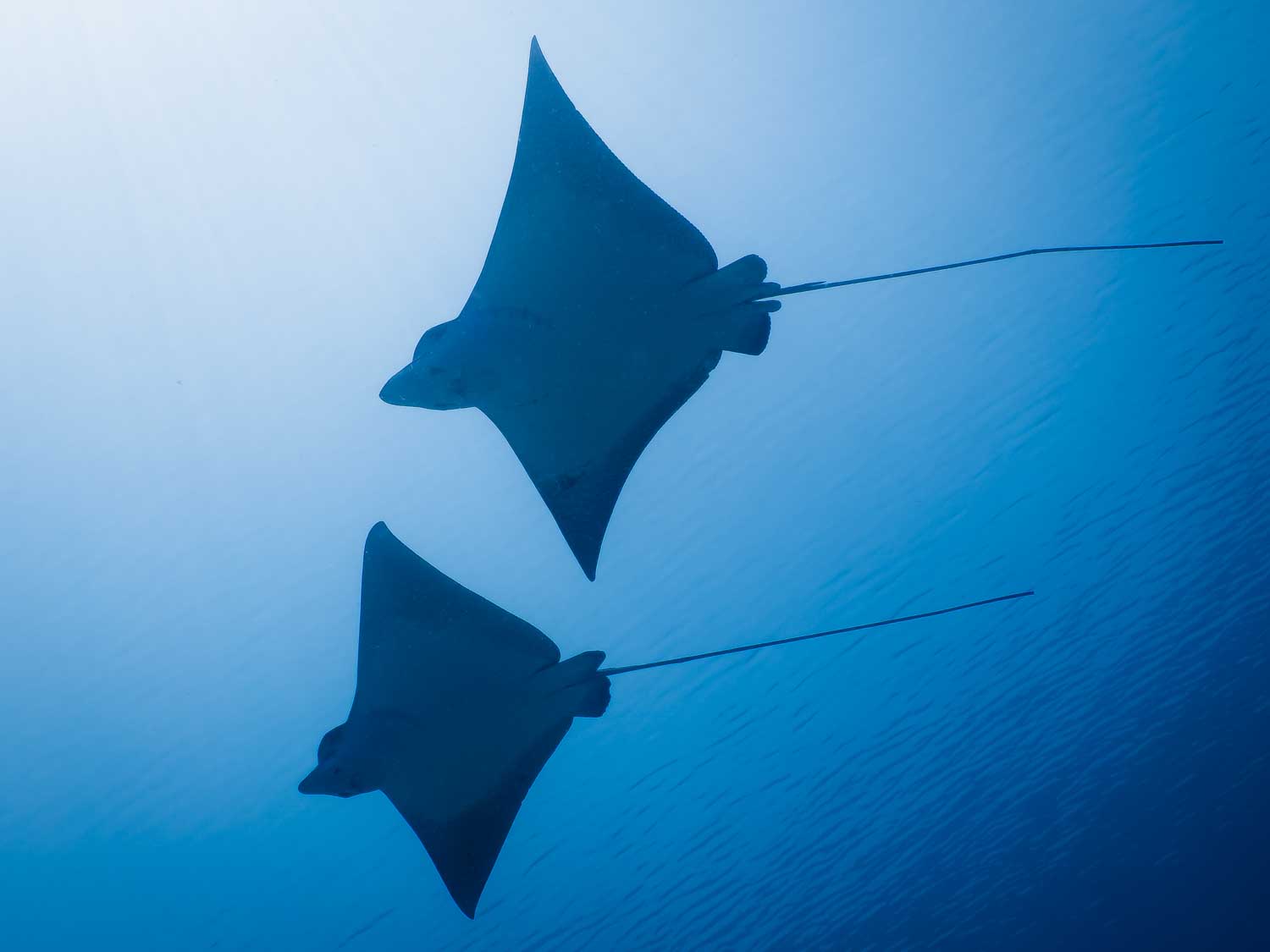 Two eagle rays swimming gracefully in clear blue ocean waters.