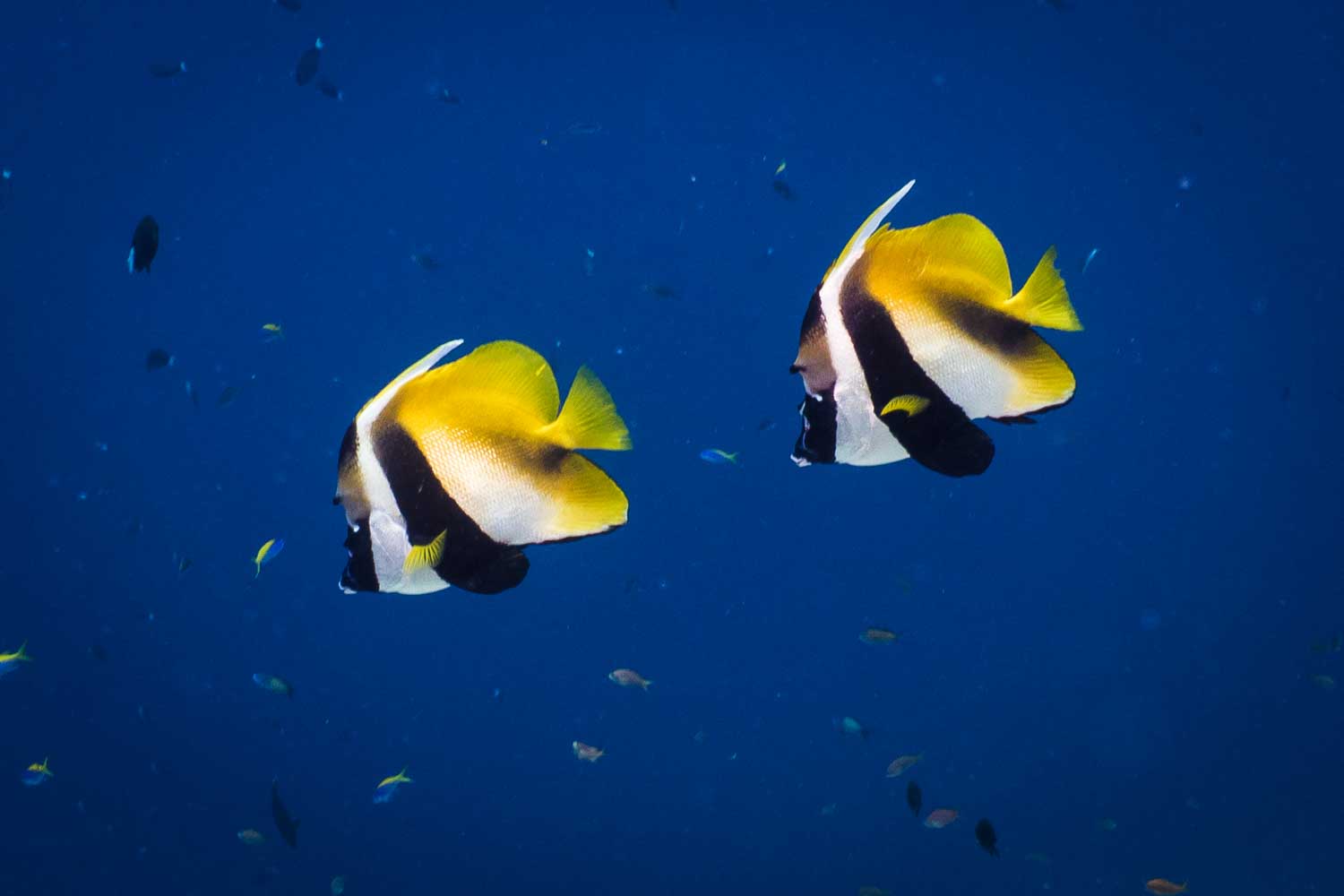 Two vibrant angelfish swimming in deep blue ocean surrounded by smaller fish.