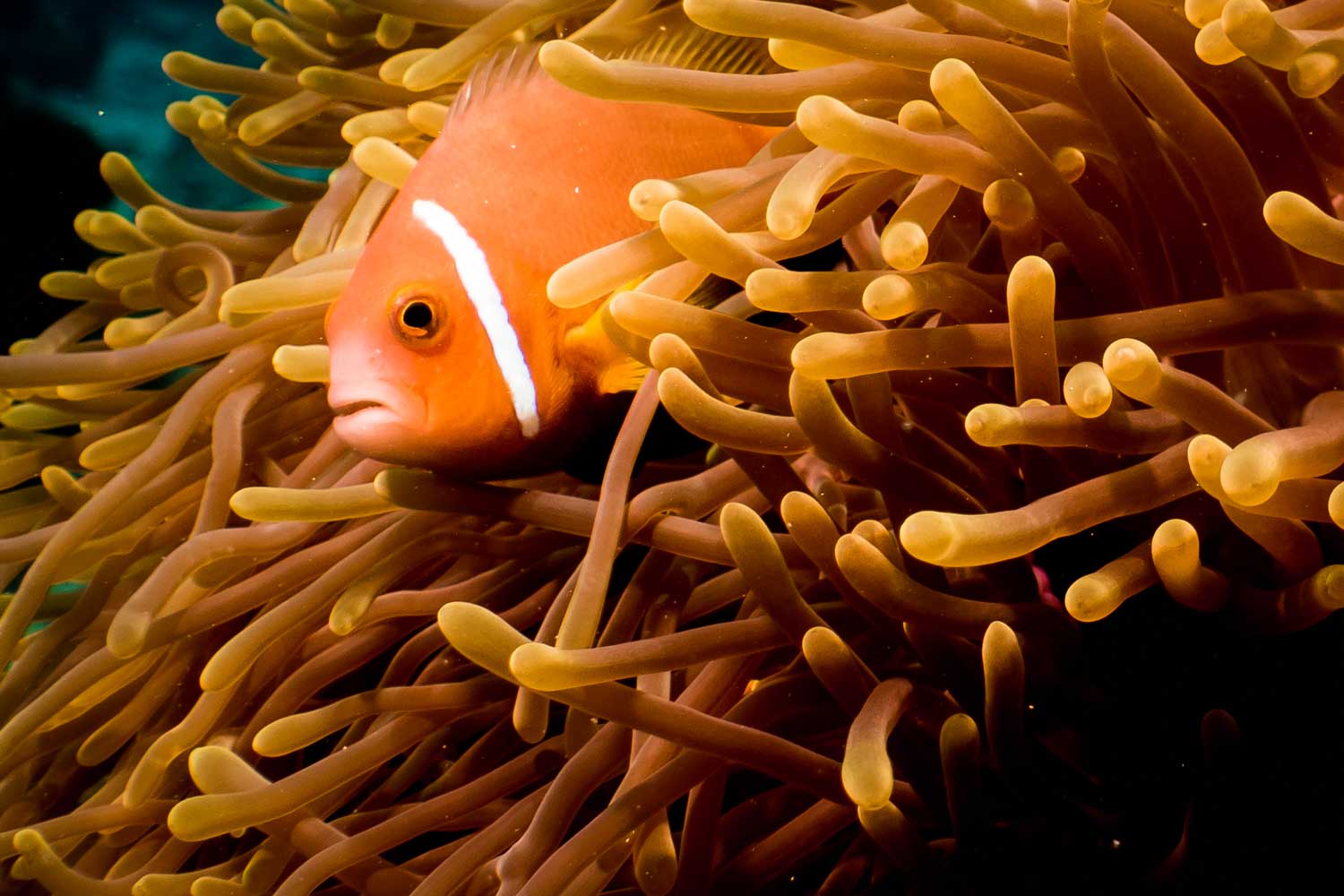 Clownfish swimming amidst vibrant anemone tentacles in ocean reef.