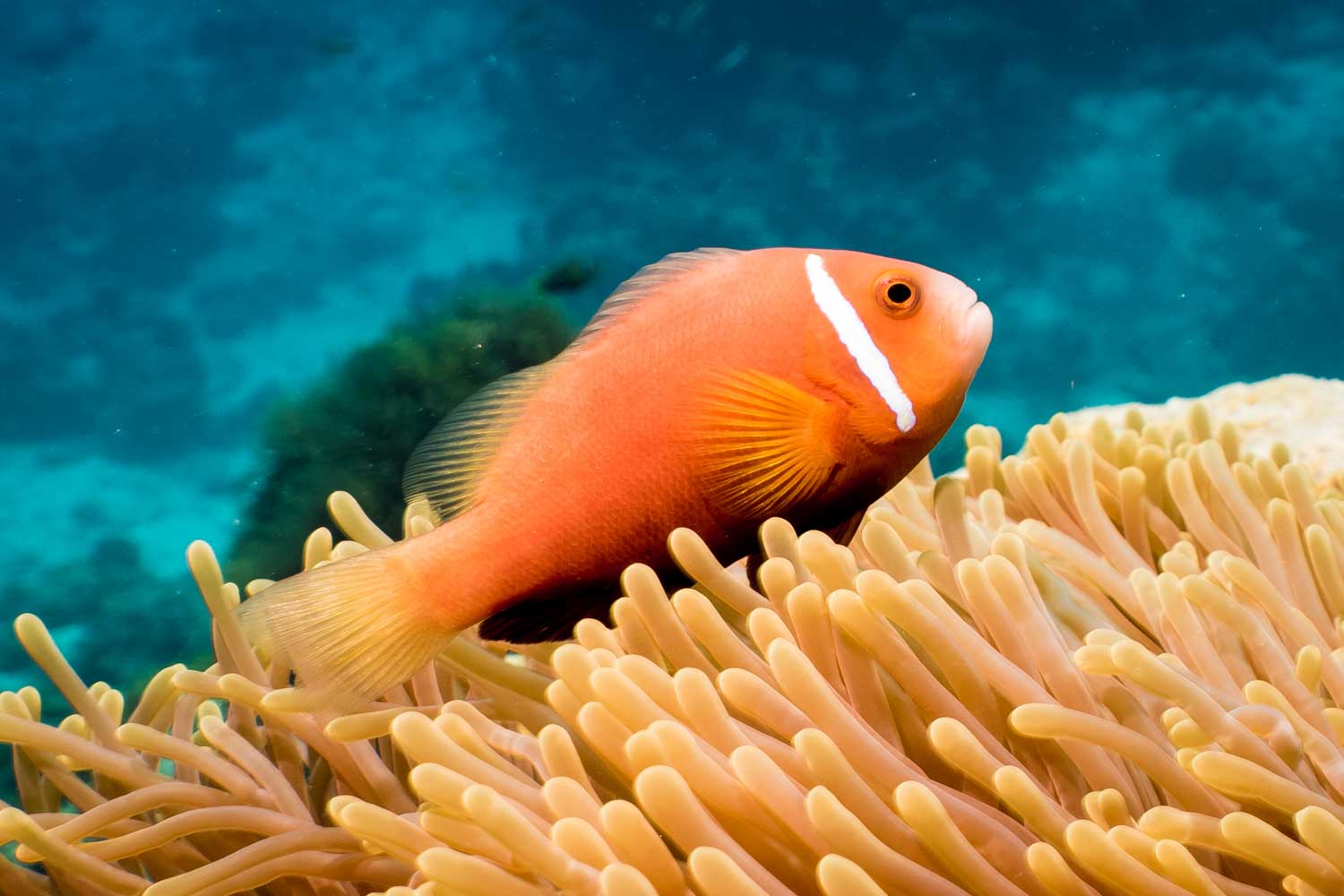 Orange clownfish swimming near sea anemone in clear blue water.