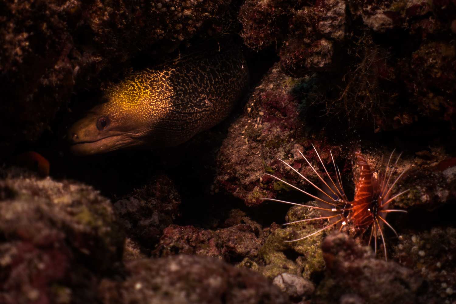 Moray eel and lionfish in coral reef crevice, highlighting underwater marine life interaction.