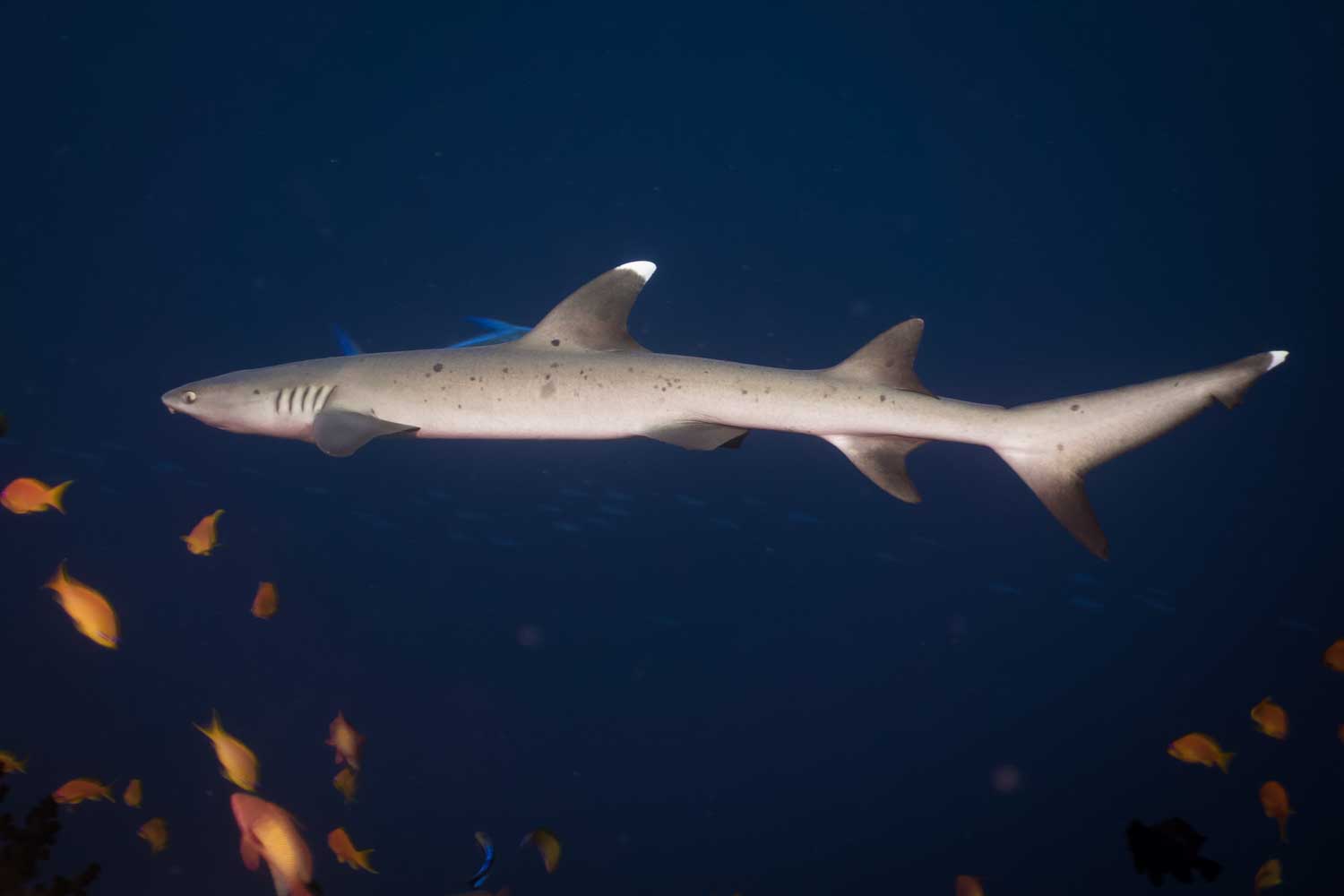 White-tip reef shark swimming in deep blue ocean surrounded by colorful fish.