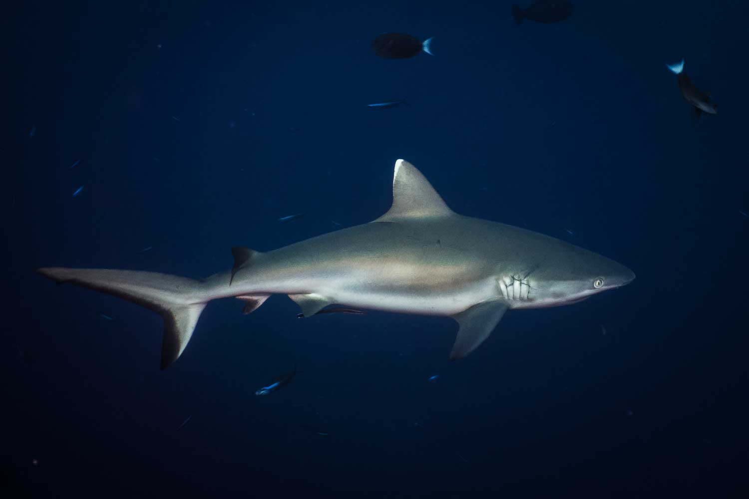 Shark swimming gracefully in dark ocean waters with smaller fish nearby.