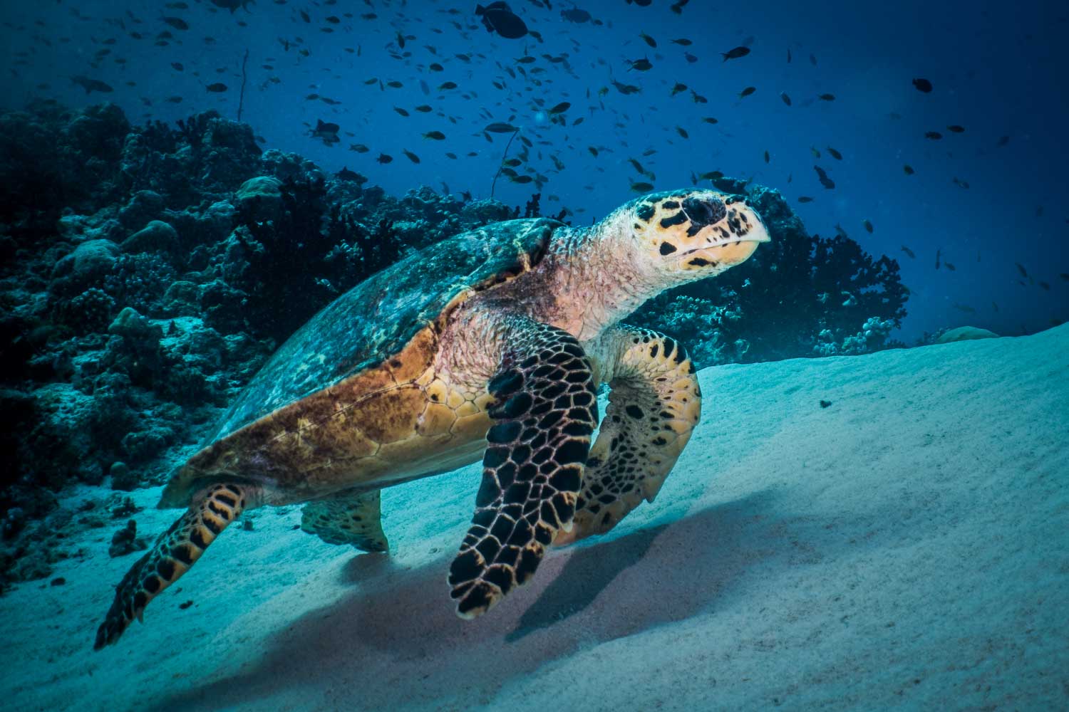 Sea turtle swimming over sandy ocean floor with vibrant coral reef and fish in the background.