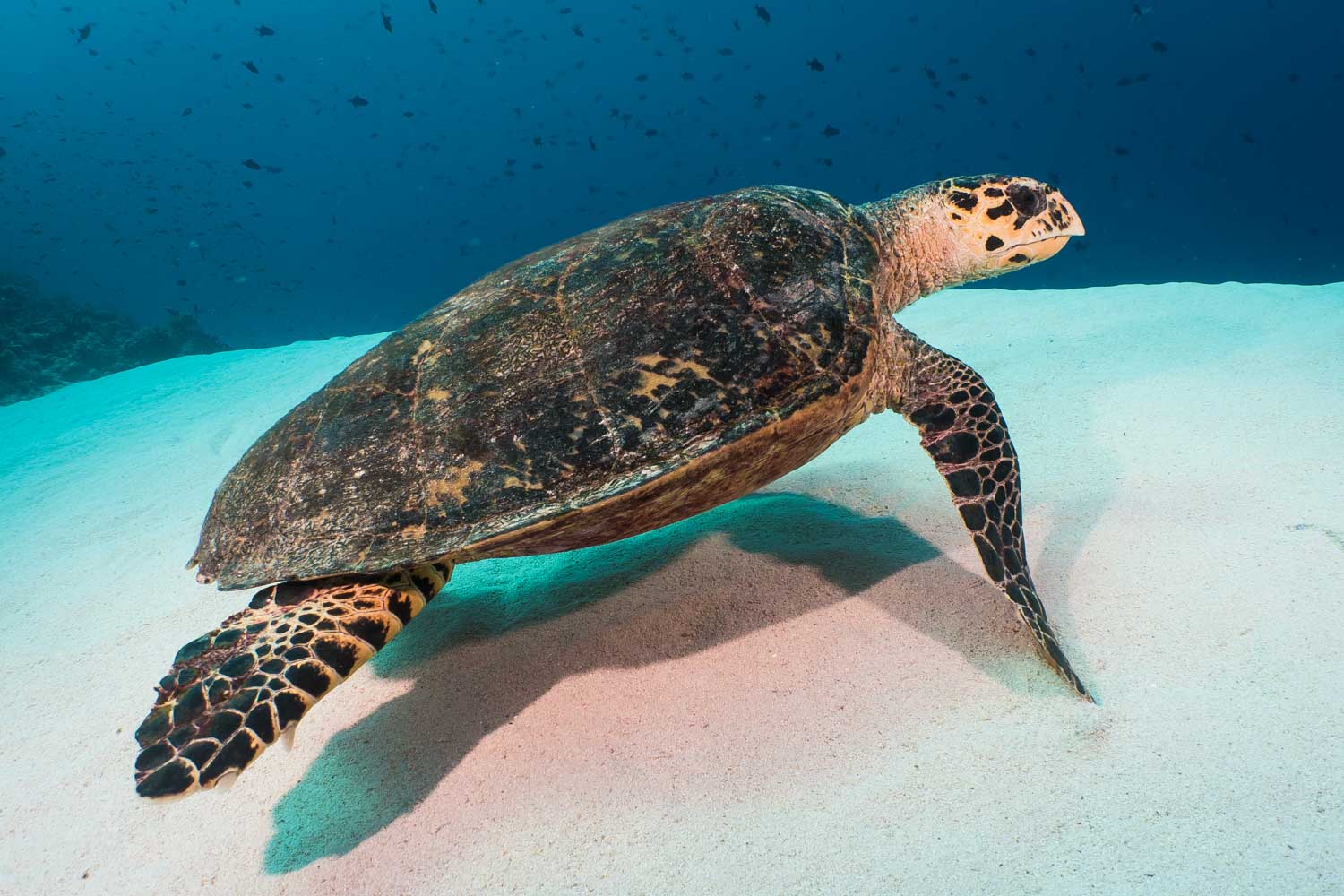 Sea turtle swimming over sandy ocean floor with clear blue water background.