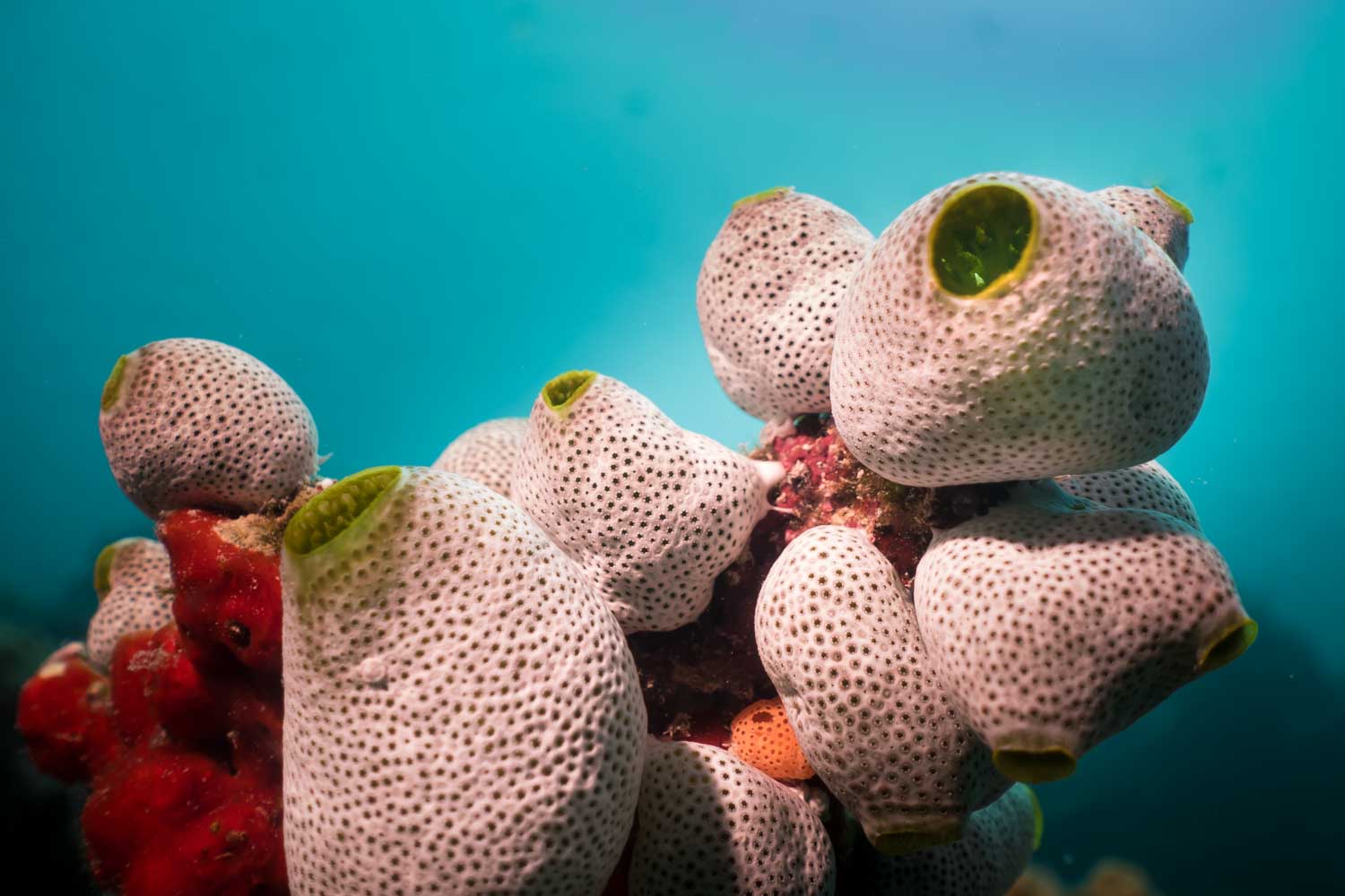 Close-up of white, tube-shaped coral polyps with green tips underwater against a blue ocean background.
