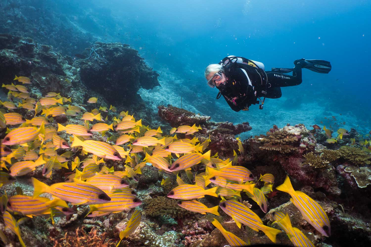 Scuba diver observes a vibrant school of yellow striped fish on a coral reef beneath clear blue water.
