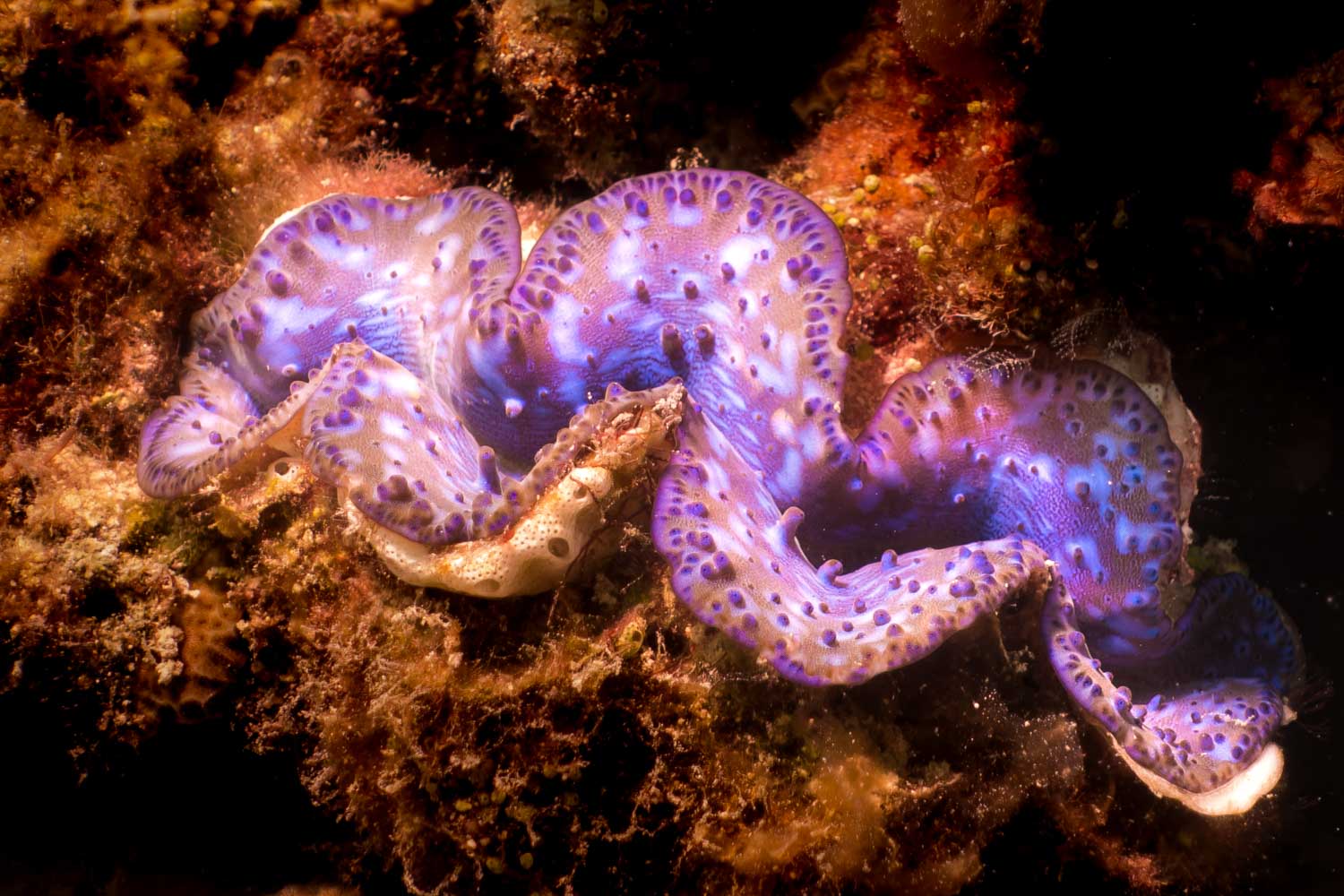 Vibrant blue giant clam underwater with spotted shell, nestled in coral reef environment.