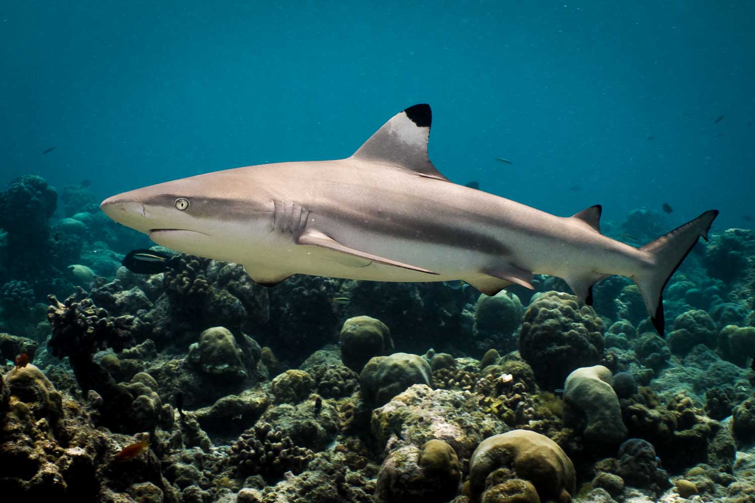 Shark swimming over coral reef in clear blue ocean water.