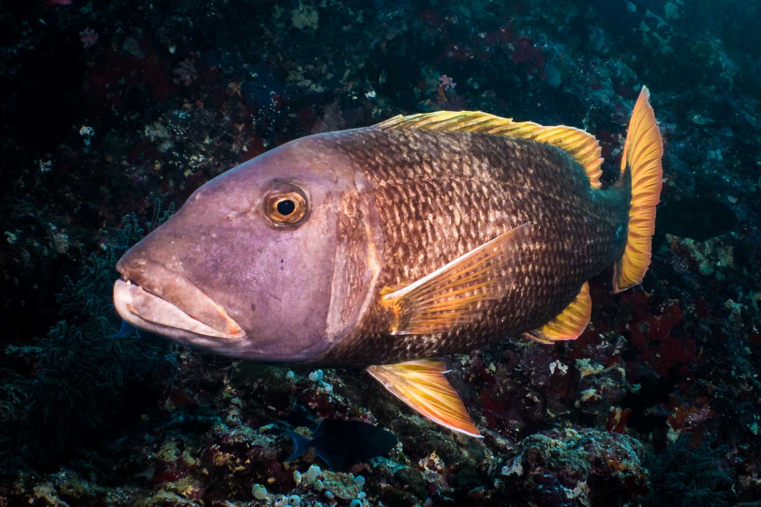 Close-up of a large brown fish with yellow fins swimming over a coral reef in clear ocean water.