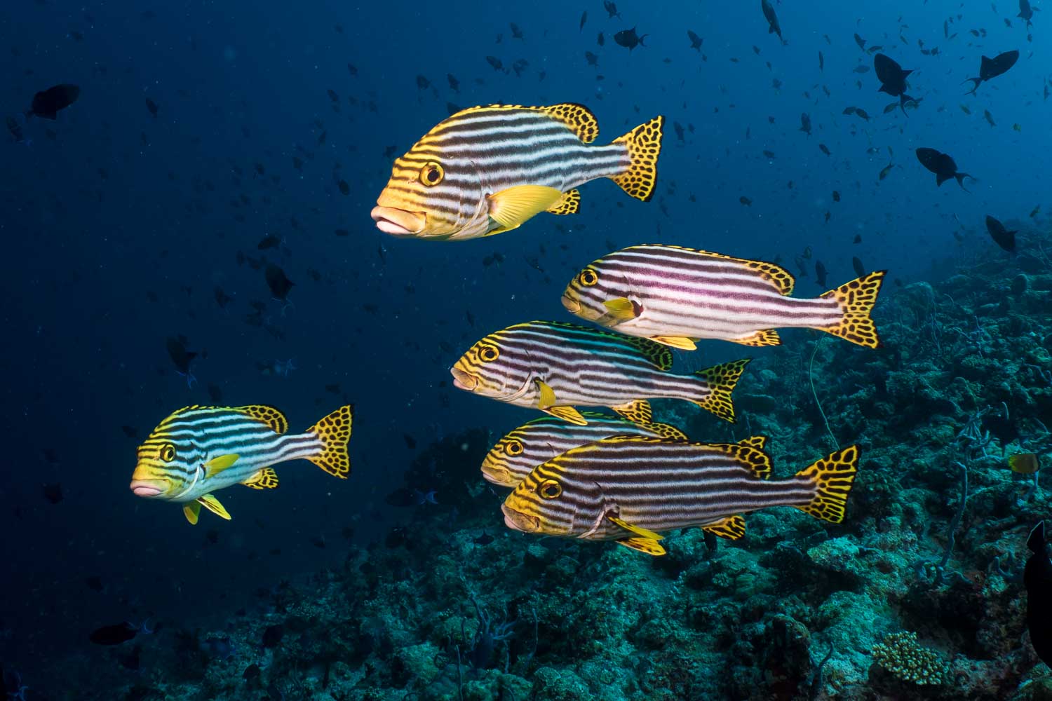 Tropical fish with yellow stripes swim in a vibrant coral reef, surrounded by a blue ocean backdrop.