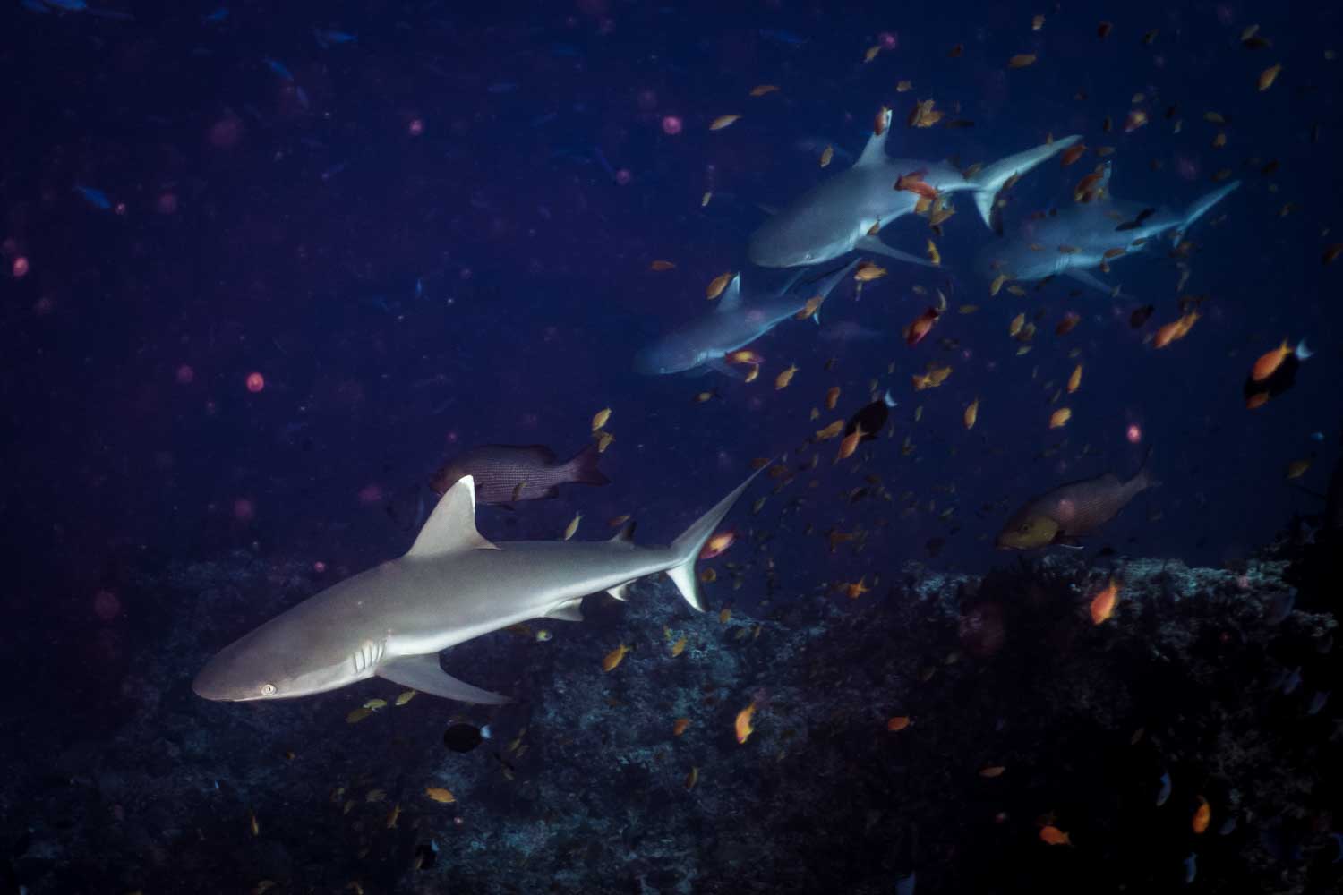 Sharks swimming in the deep ocean surrounded by small fish, with dark blue water and coral reef below.