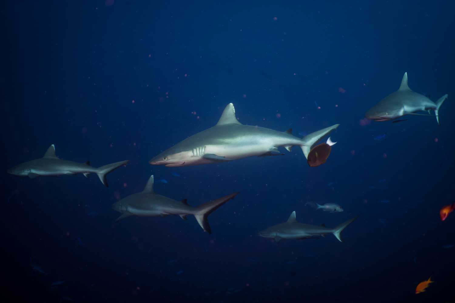 Group of sharks swimming underwater in deep blue ocean.