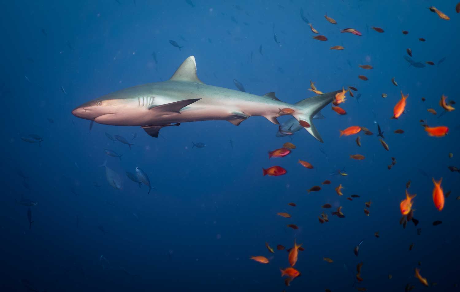Shark swimming in deep blue ocean surrounded by colorful fish.