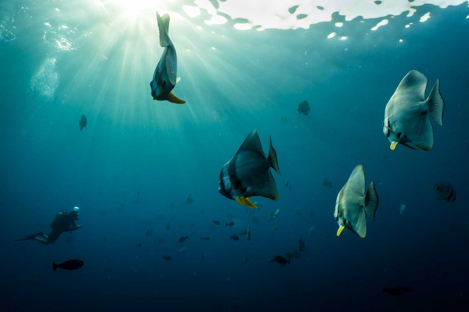 Diver swimming underwater among schools of fish with sunlight streaming through the clear blue water.