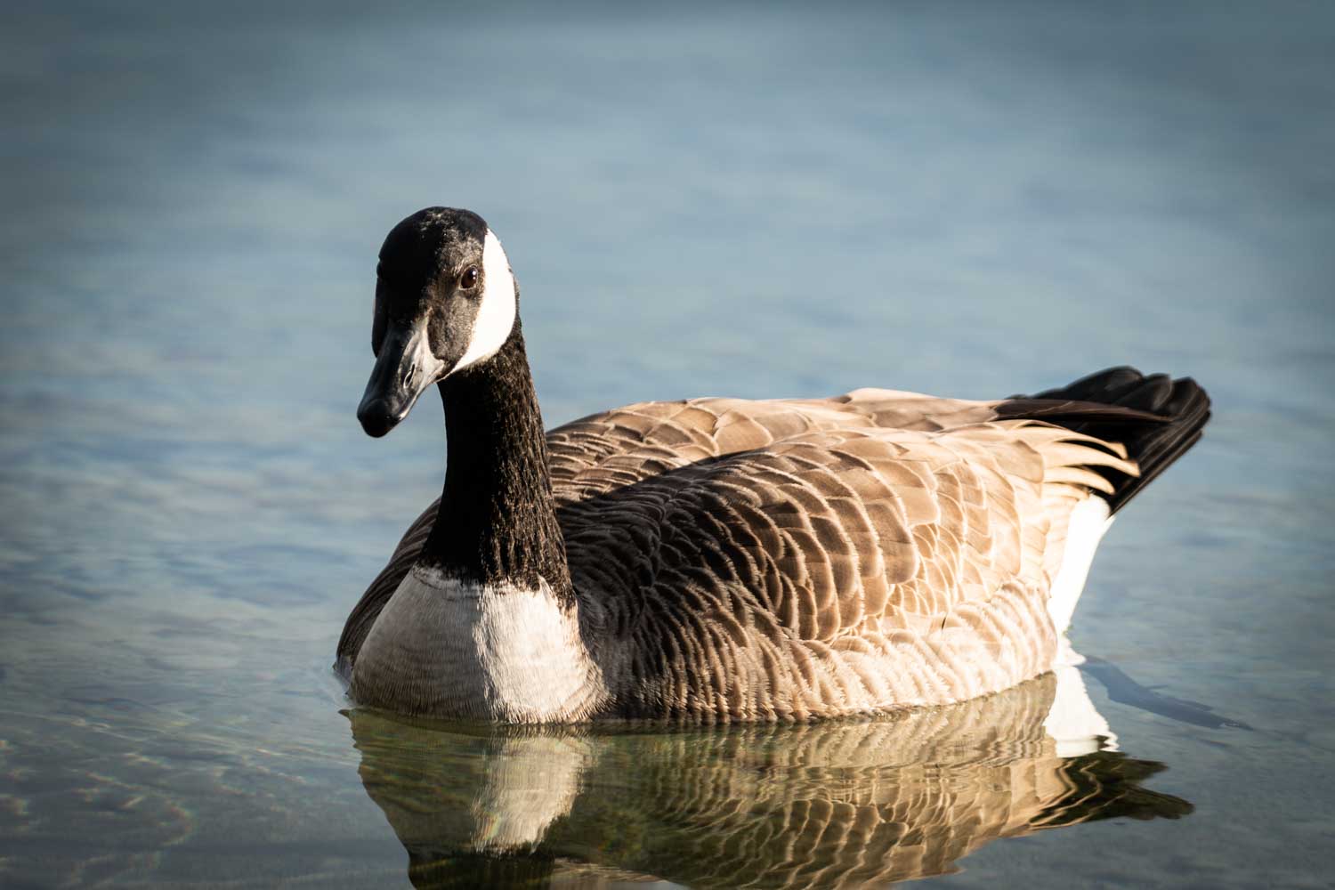 Canada goose swimming gracefully in clear water on a sunny day.