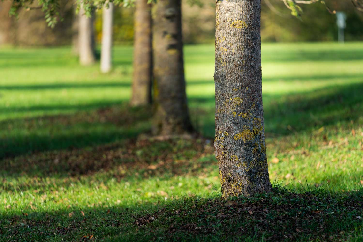 Row of trees casting shadows on lush green grass in a sunny park setting.