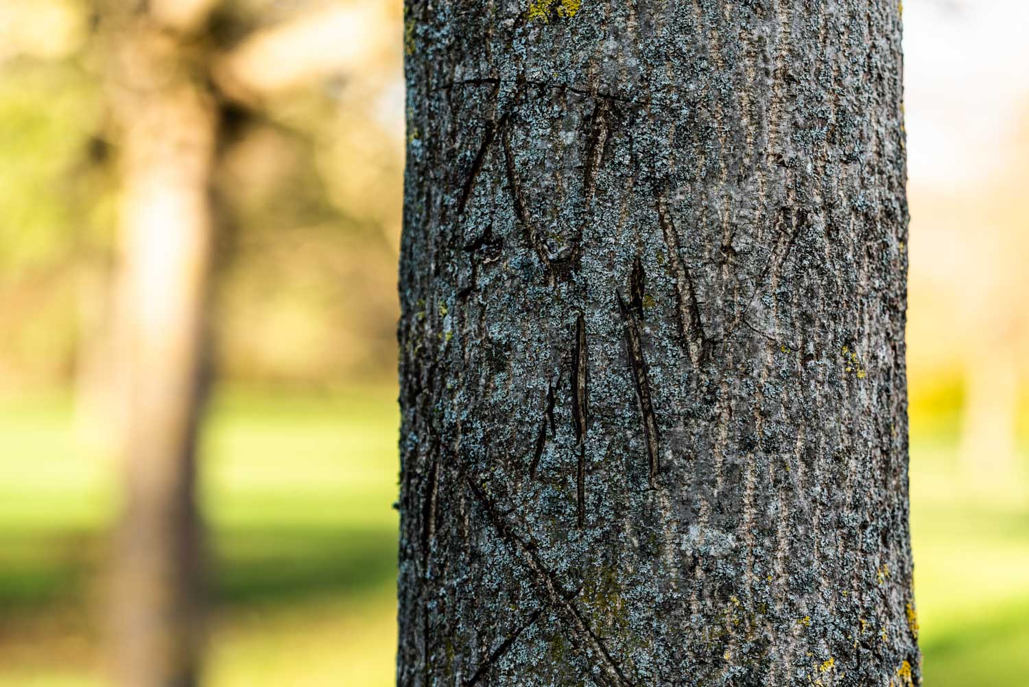 Close-up of tree trunk with carved initials against a blurred green background.
