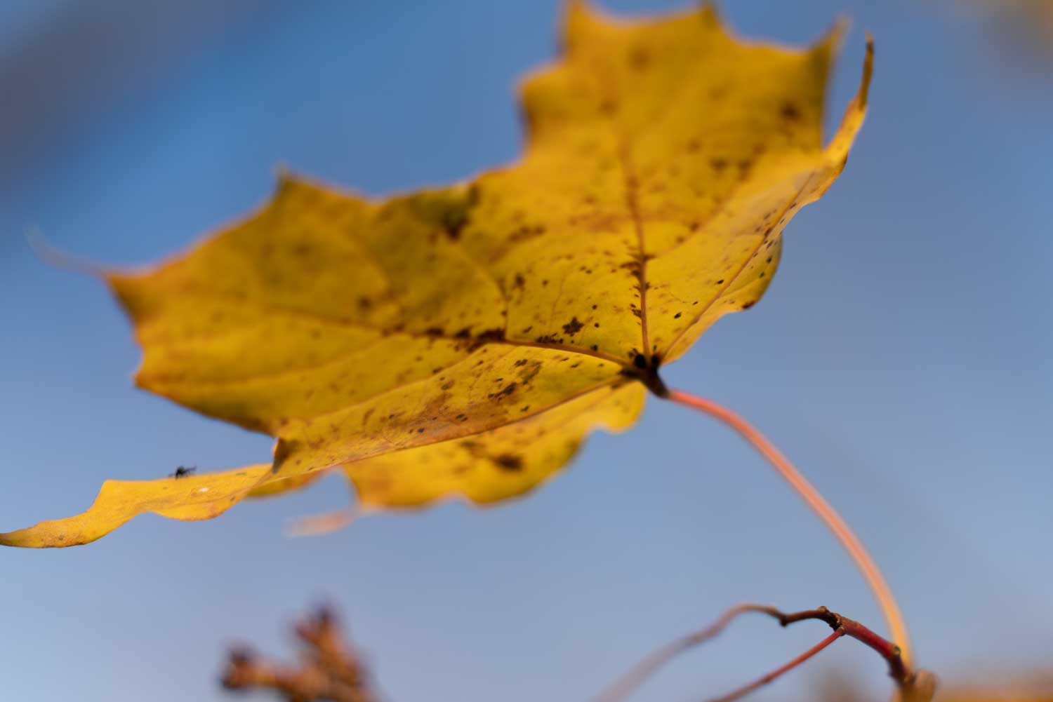 Close-up of a vibrant yellow autumn leaf against a clear blue sky, highlighting its texture and natural details.