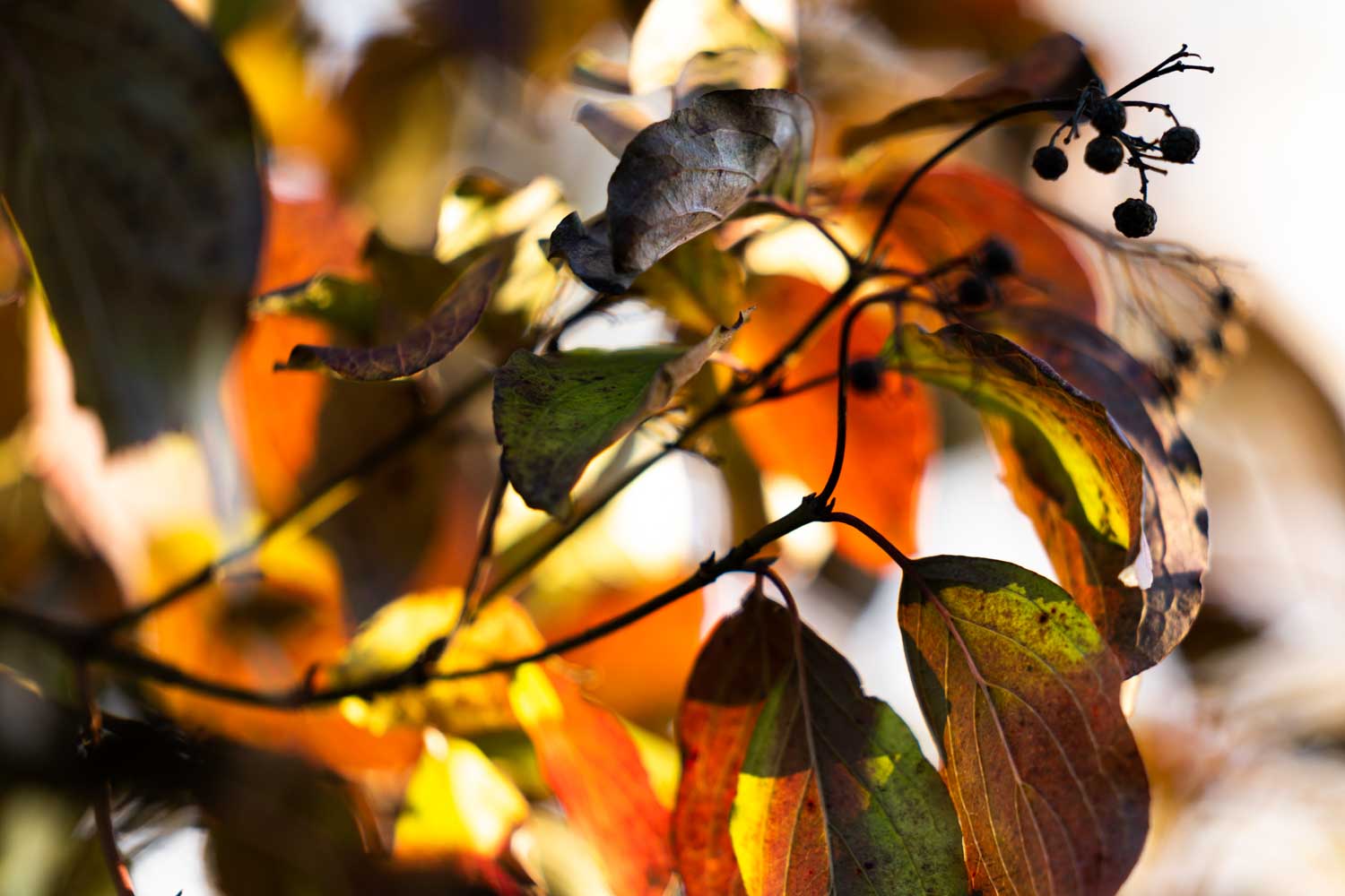 Vibrant autumn leaves in sunlight with dark berries on branches, showcasing rich colors and texture.