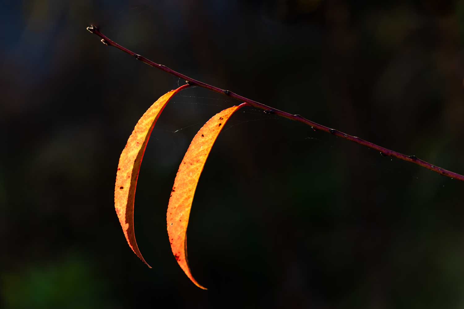 Two orange autumn leaves hanging from a slender branch against a dark background.
