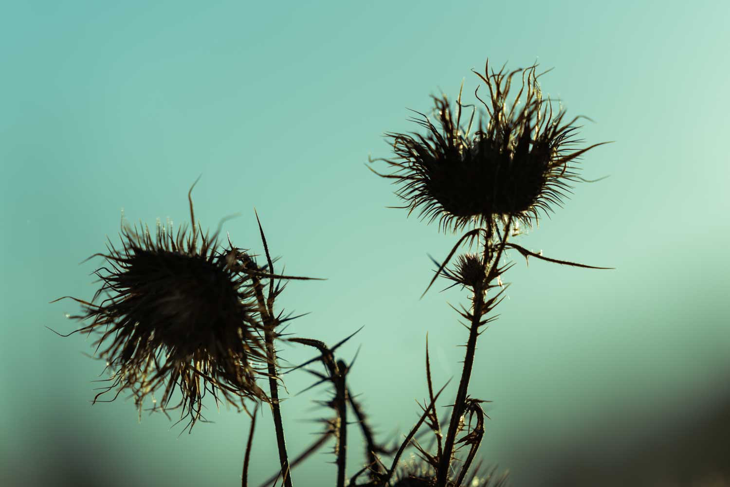 Silhouette of spiky thistle flowers against a clear blue sky background.