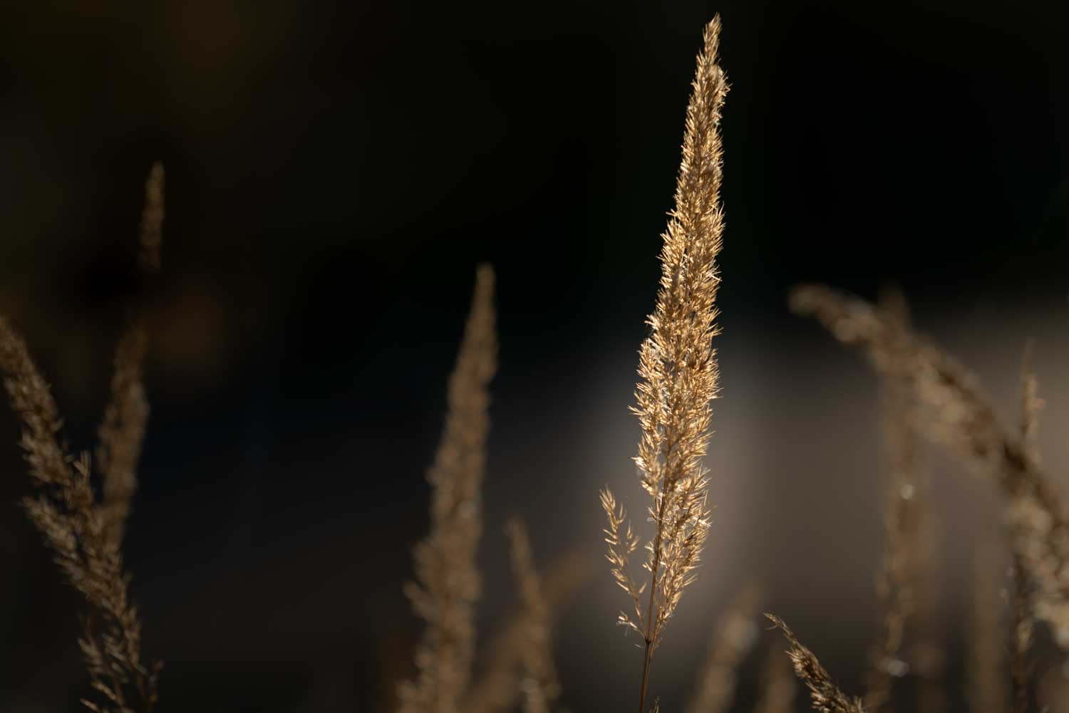 Golden wheat stalks illuminated against a dark background.