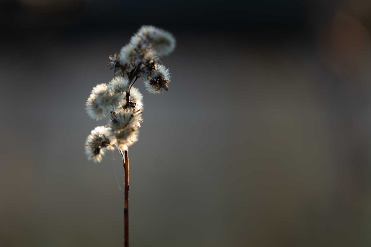 Close-up of a single dried wildflower with fluffy seeds against a blurred brown background.