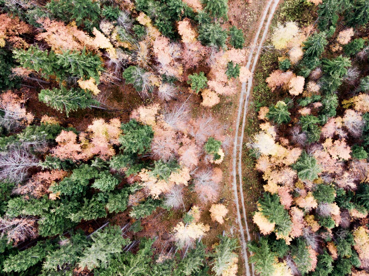 Aerial view of autumn forest with colorful foliage and a winding dirt path through the trees.