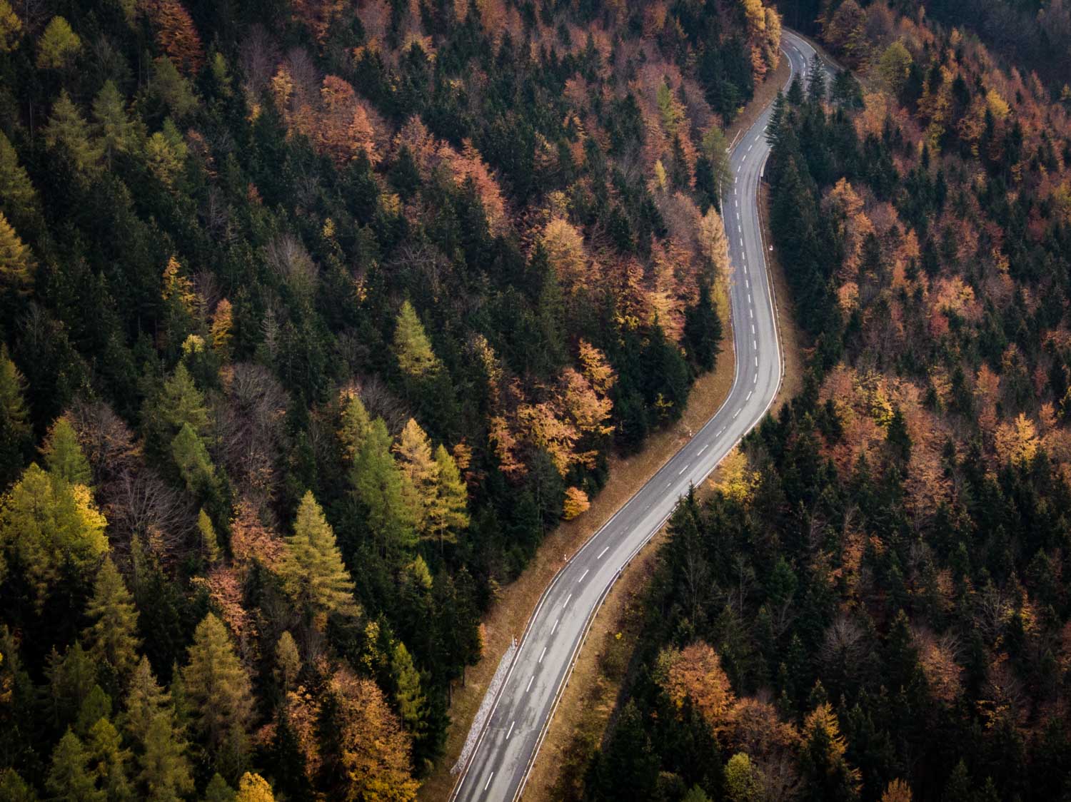 Winding road through dense autumn forest with colorful foliage from an aerial perspective.