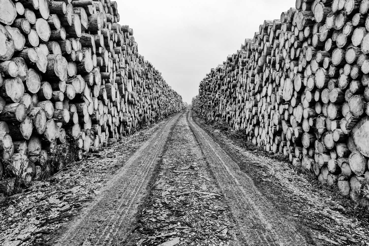 Monochrome path through towering stacks of tree logs on both sides under cloudy sky.