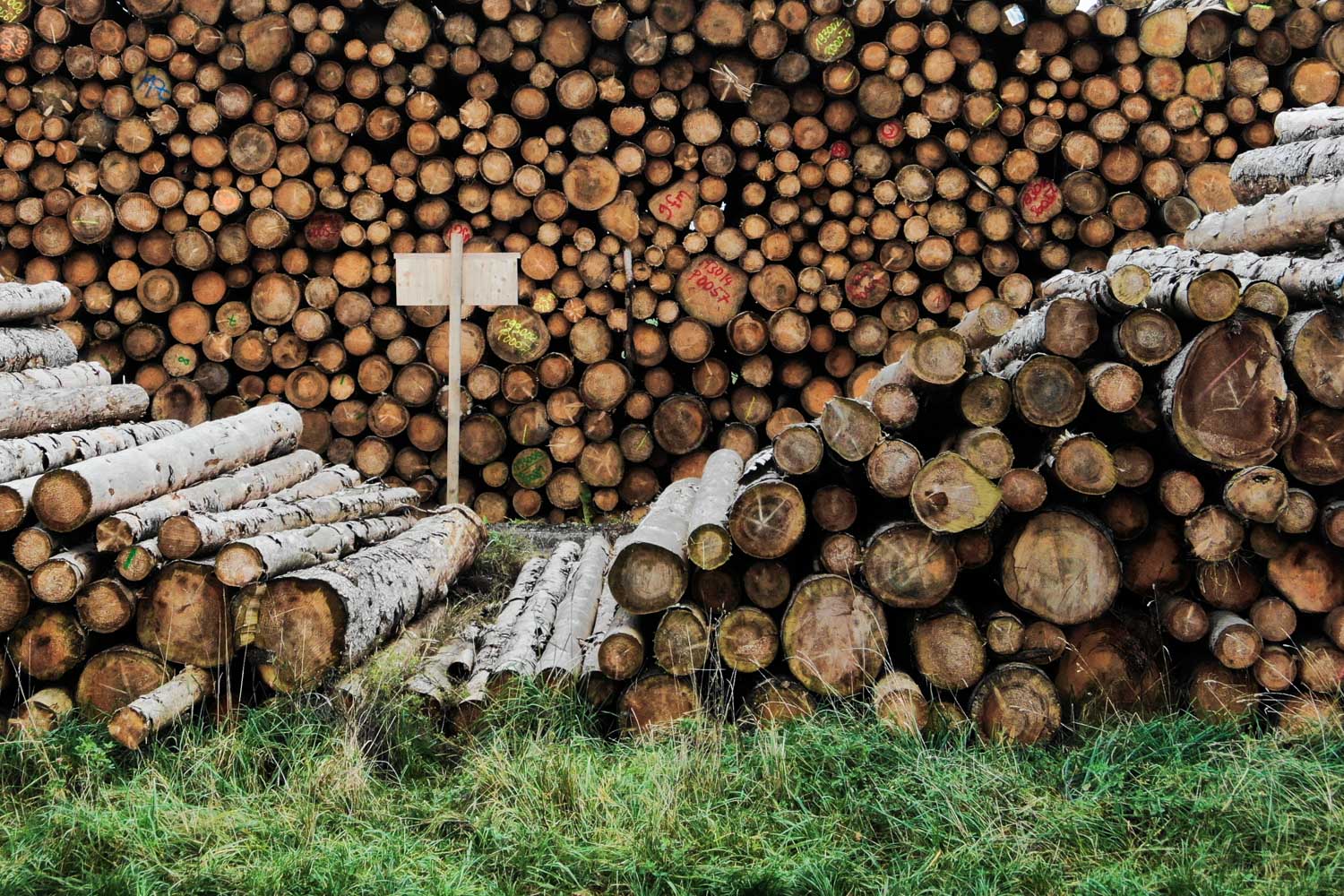 Stacked logs with varied wood patterns, piled high on grass.