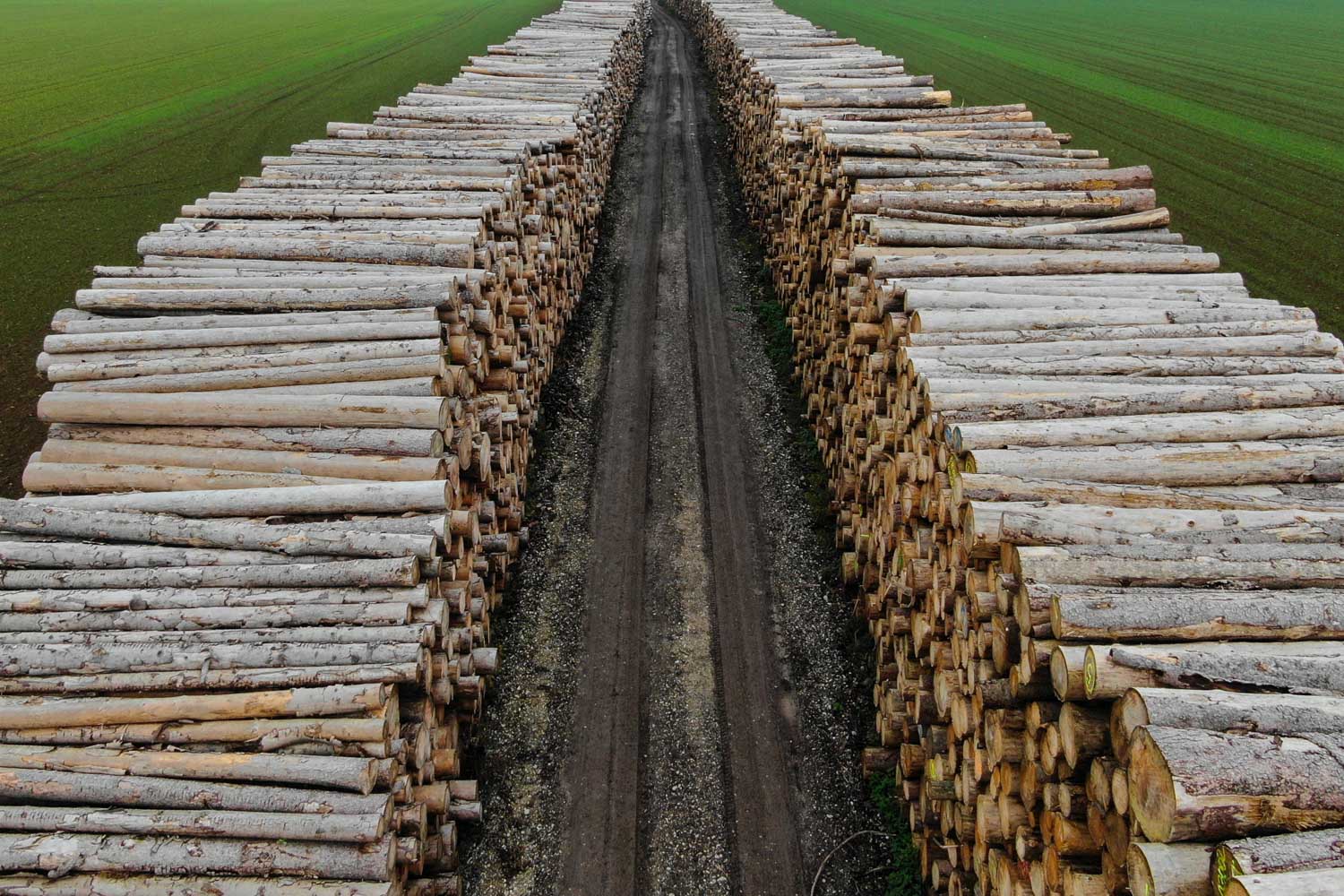 Stacked timber logs lining a dirt road between fields.