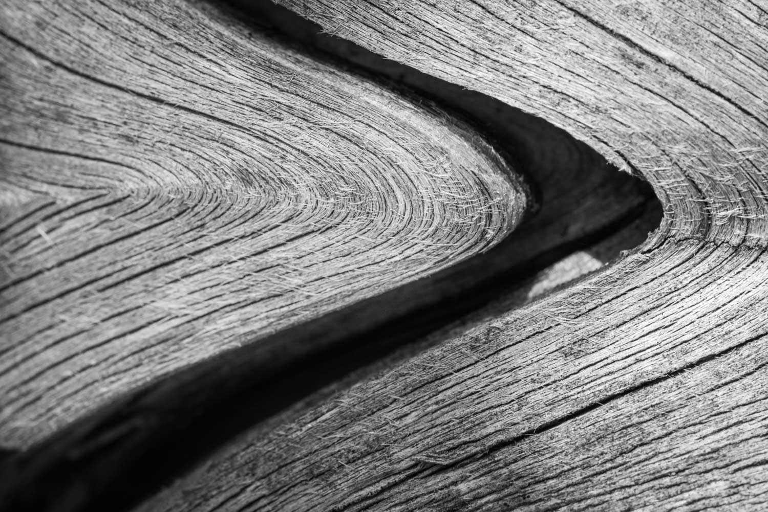 Macro & Close-Up Study – Details in Winter Light