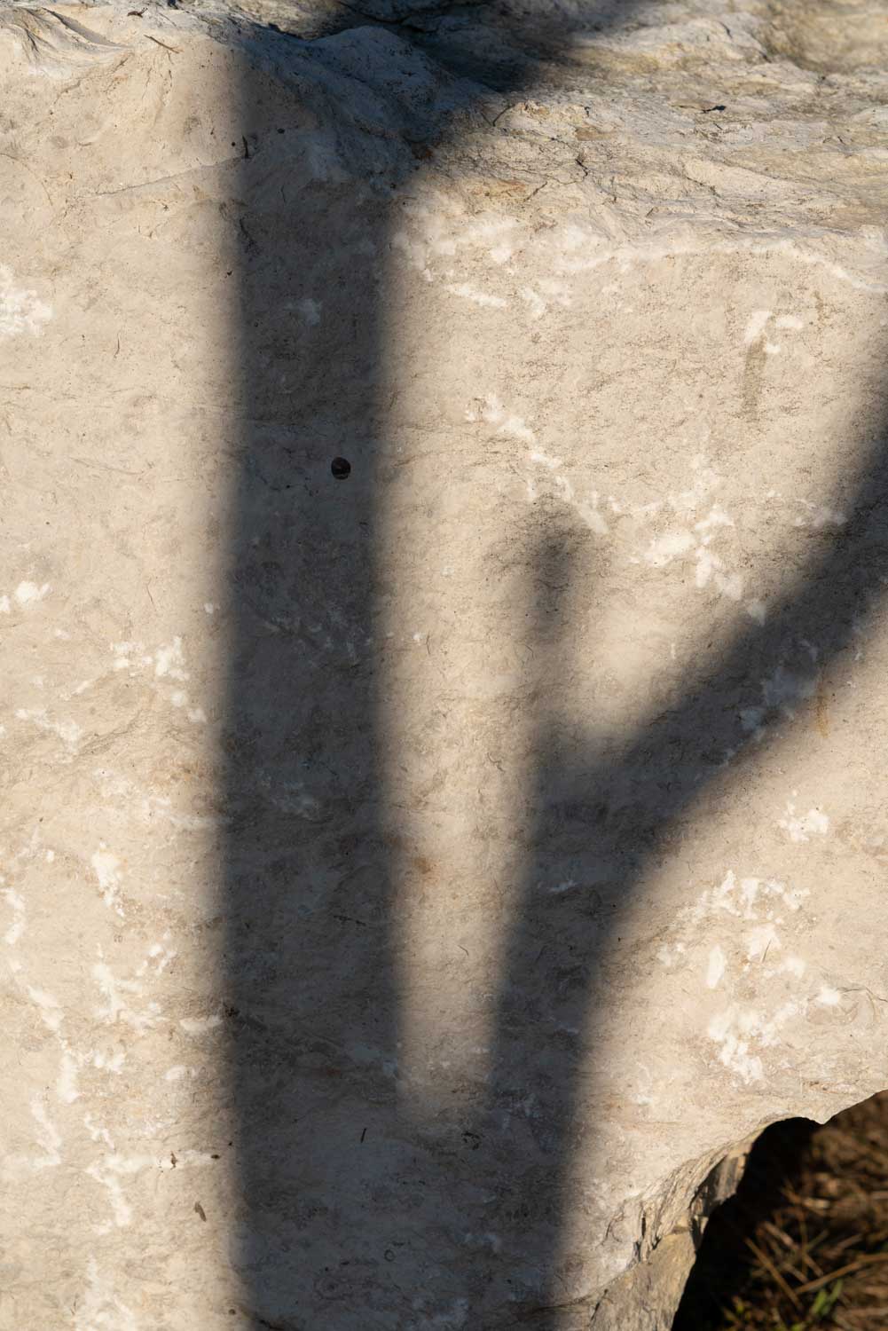Shadow of a tree branch on a textured stone surface, with sunlight highlighting the rock's rough details.