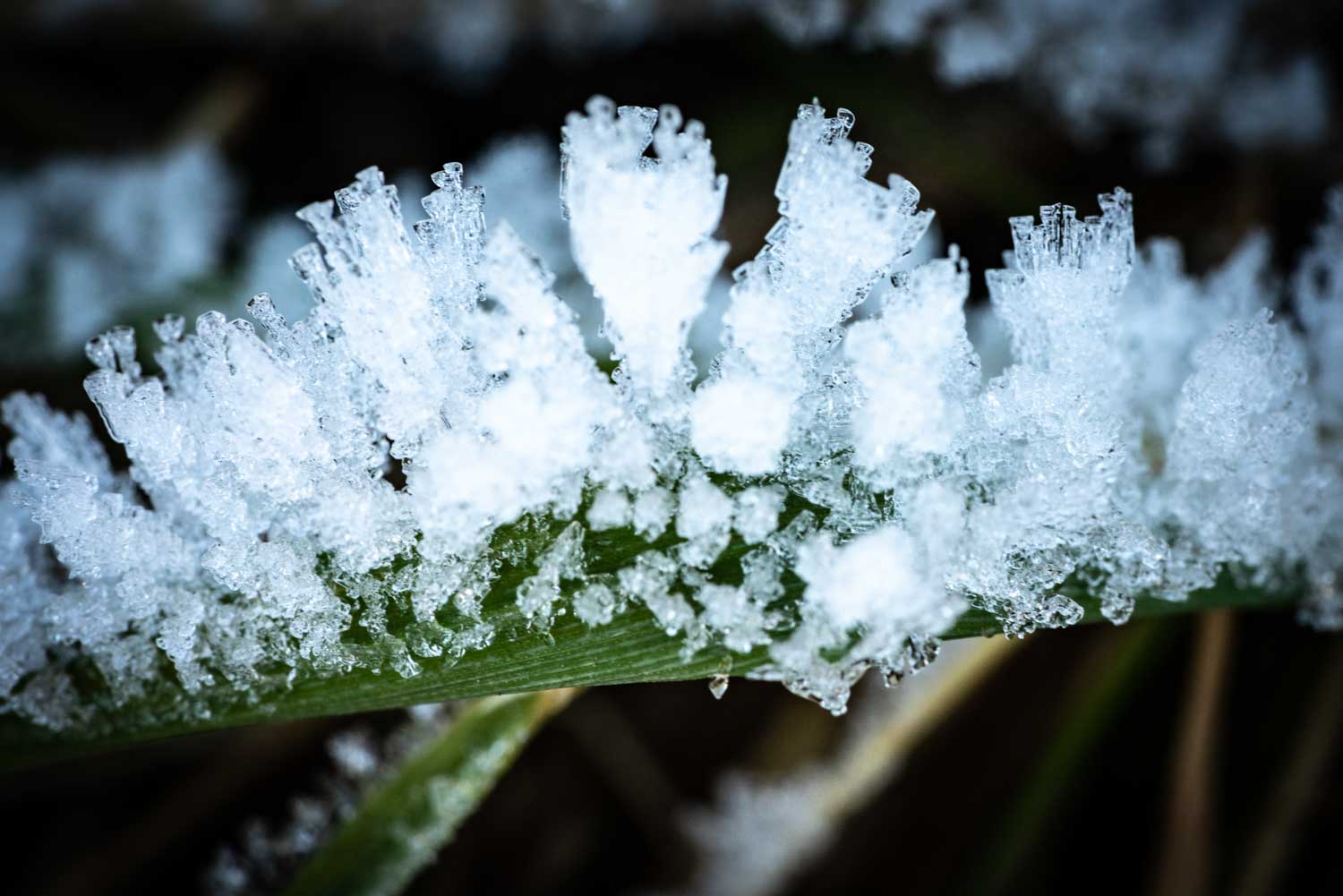 Close-up of delicate ice crystals forming on a green leaf.