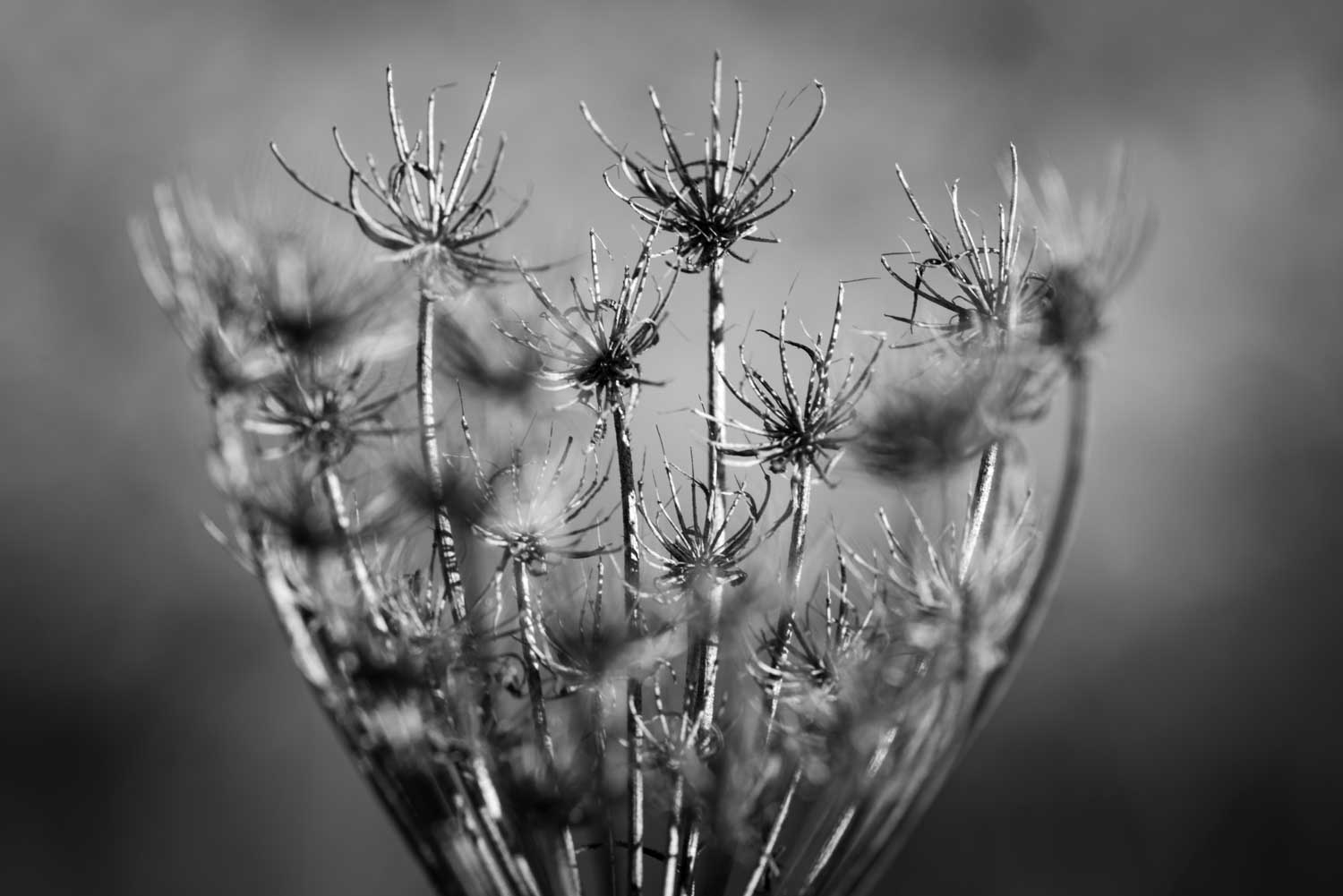 Black and white close-up of dried wildflowers with blurred background.
