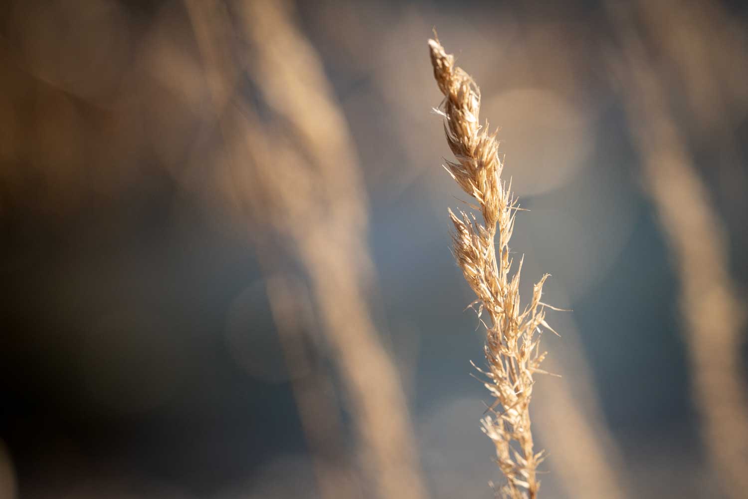 Close-up of golden brown wild grass stalk with blurred background in soft sunlight.