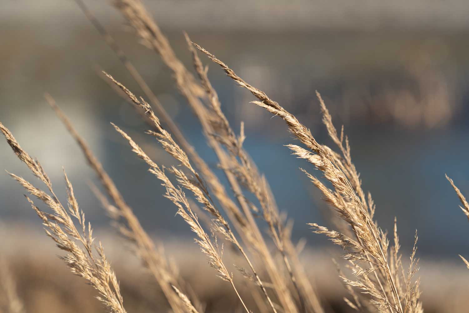 Golden wheat field close-up against a blurred blue sky background.