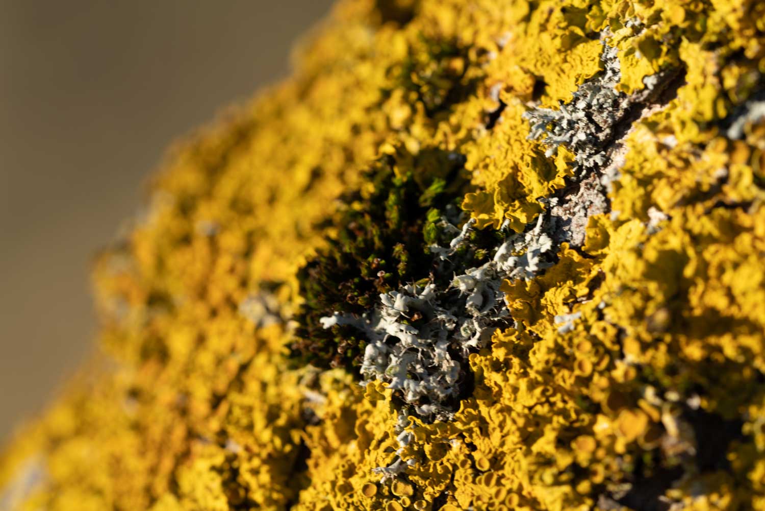 Close-up of vibrant yellow and green lichen on a rock surface, displaying intricate textures and patterns.