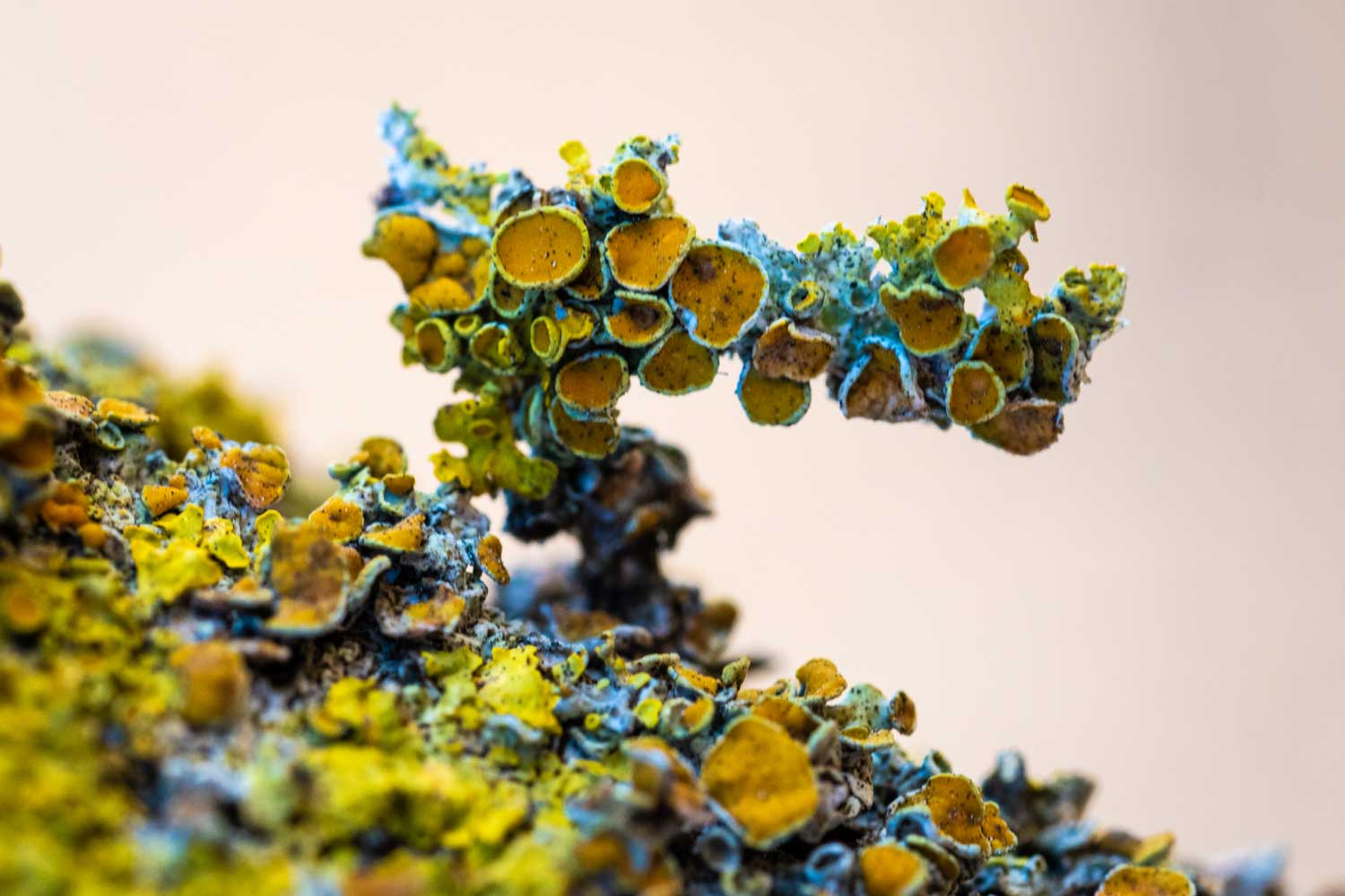 Colorful lichen with yellow and blue structures on a branch, showing intricate details and texture up close.