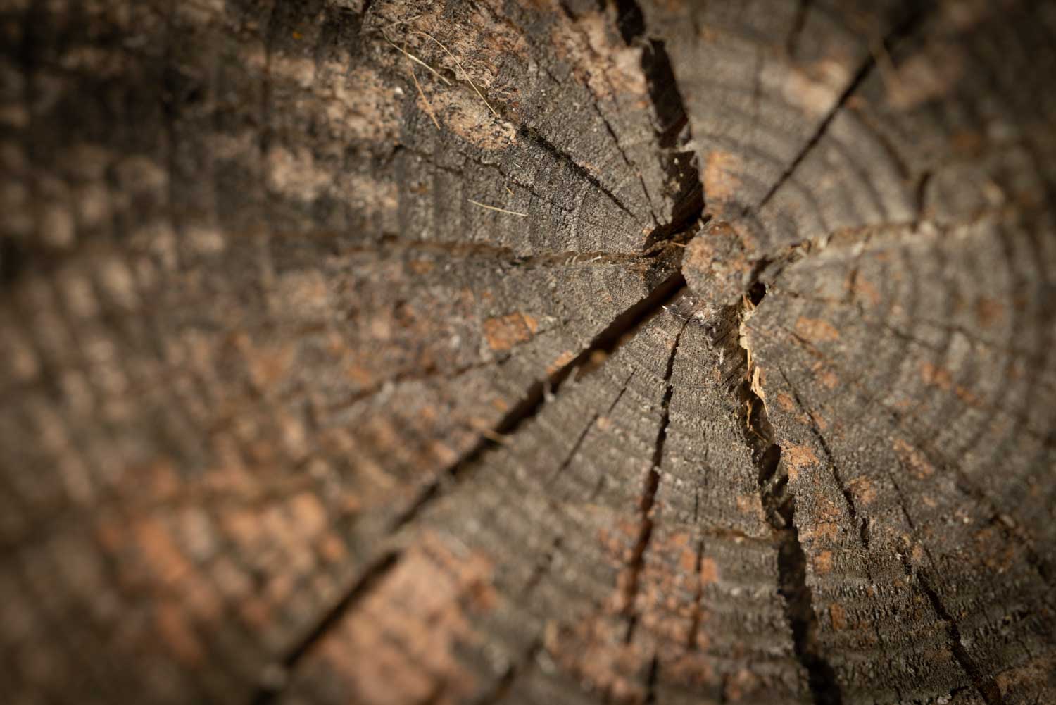 Close-up of a tree trunk's concentric growth rings and cracks, showing detailed wood texture and patterns.