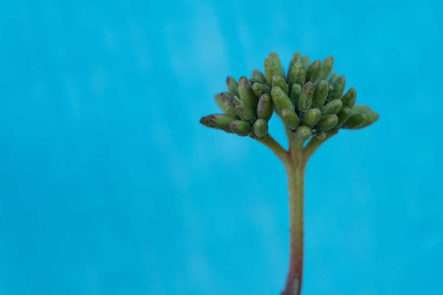 Close-up of a green plant bud against a vibrant blue background.